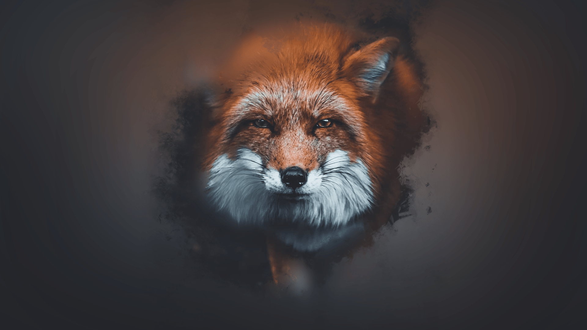 Volpe rossa sfondo scuro, 1920x1080 Full HD 1080p, PC Desktop