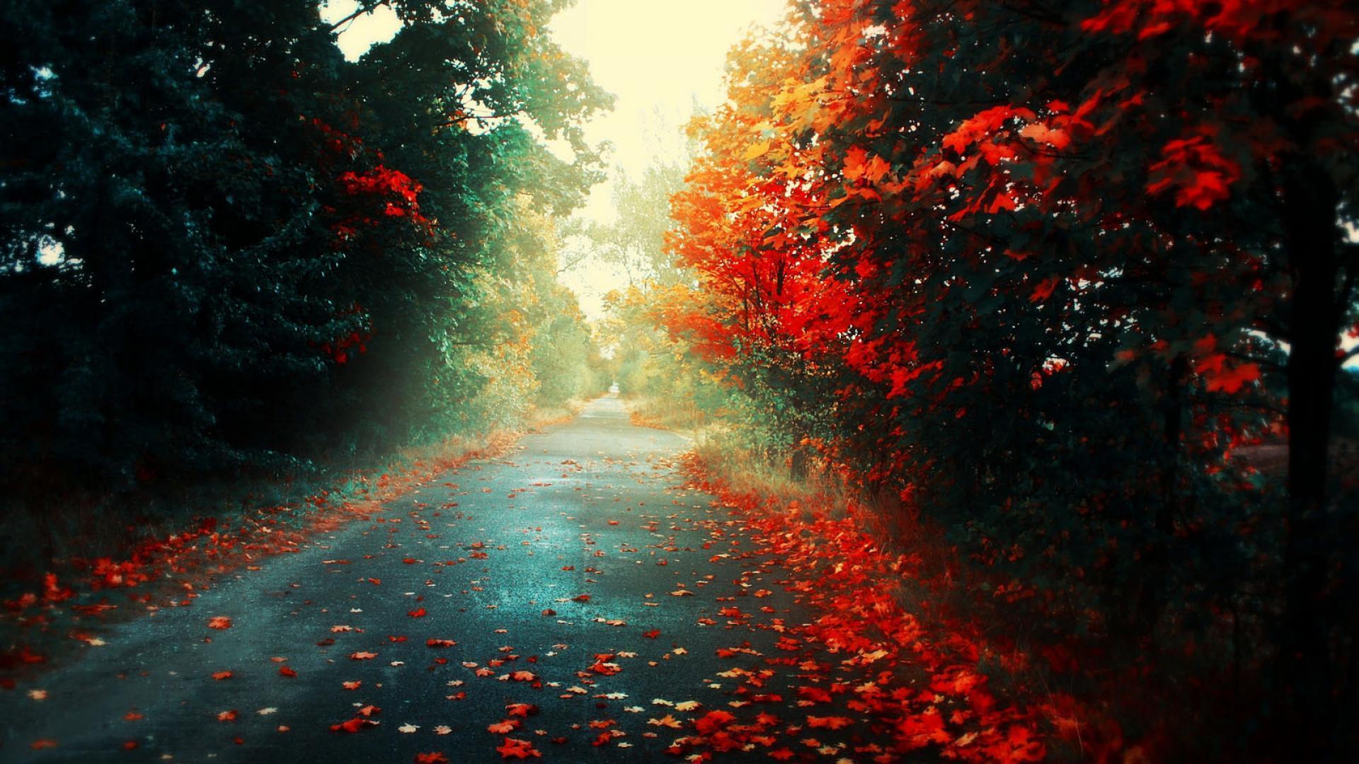 Strada autunnale tra alberi rossi, 1920x1080 Full HD 1080p, Laptop