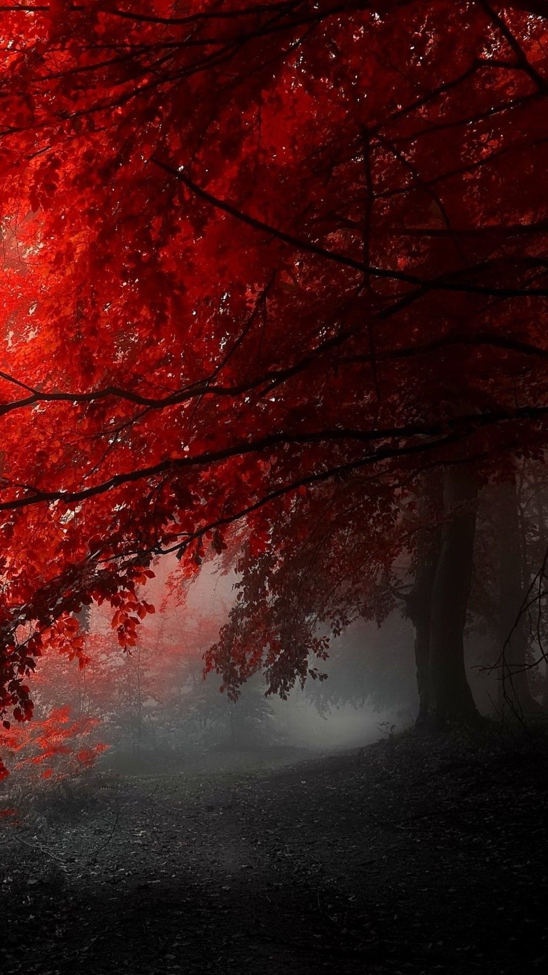 Foresta rossa nebbiosa, 1080x1920 Verticale, Telefono