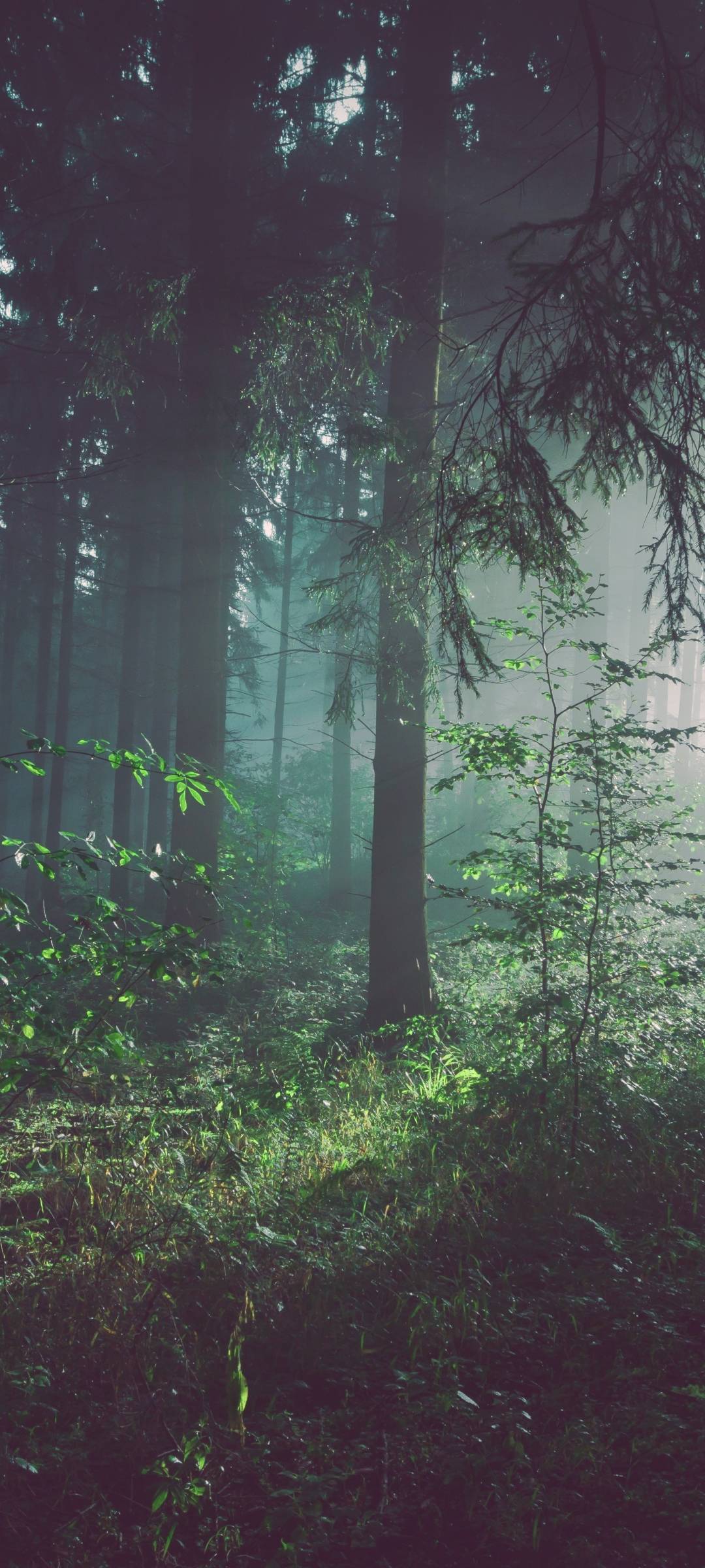 Foresta nebbiosa verde scuro, 1080x2400 Full HD Verticale, Smartphone