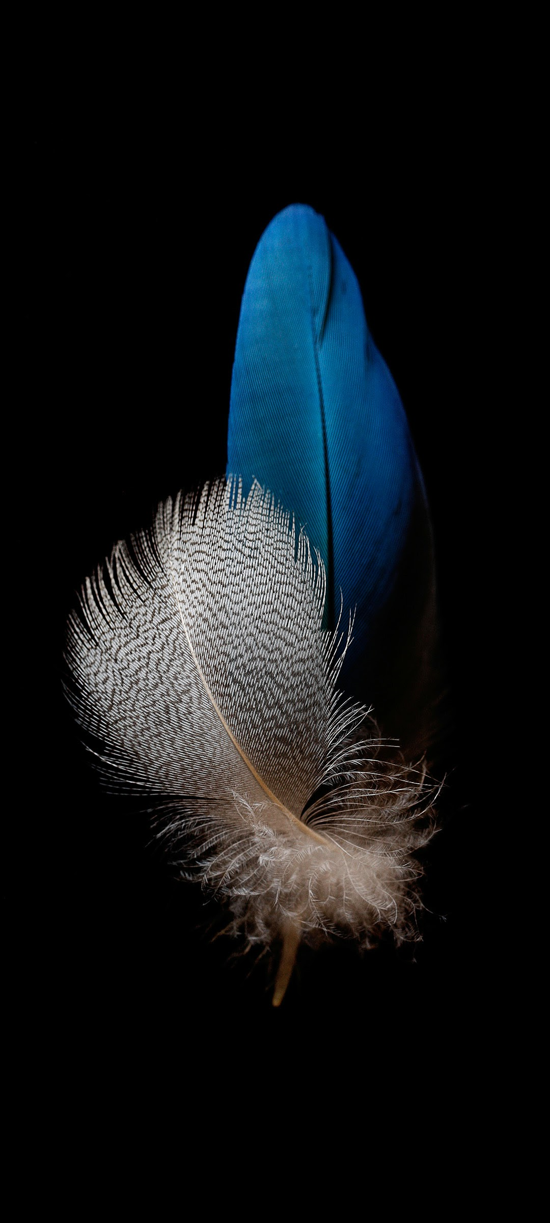 Piume blu e bianca sfondo nero, 1080x2400 Verticale, Telefono