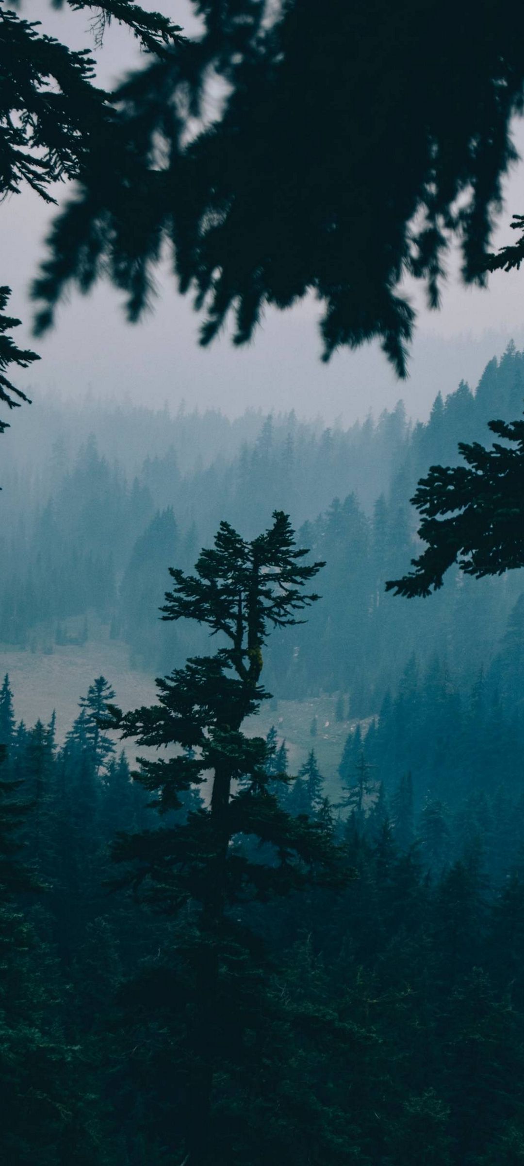 Foresta nebbiosa con abeti, 1080x2400 Verticale, Xiaomi