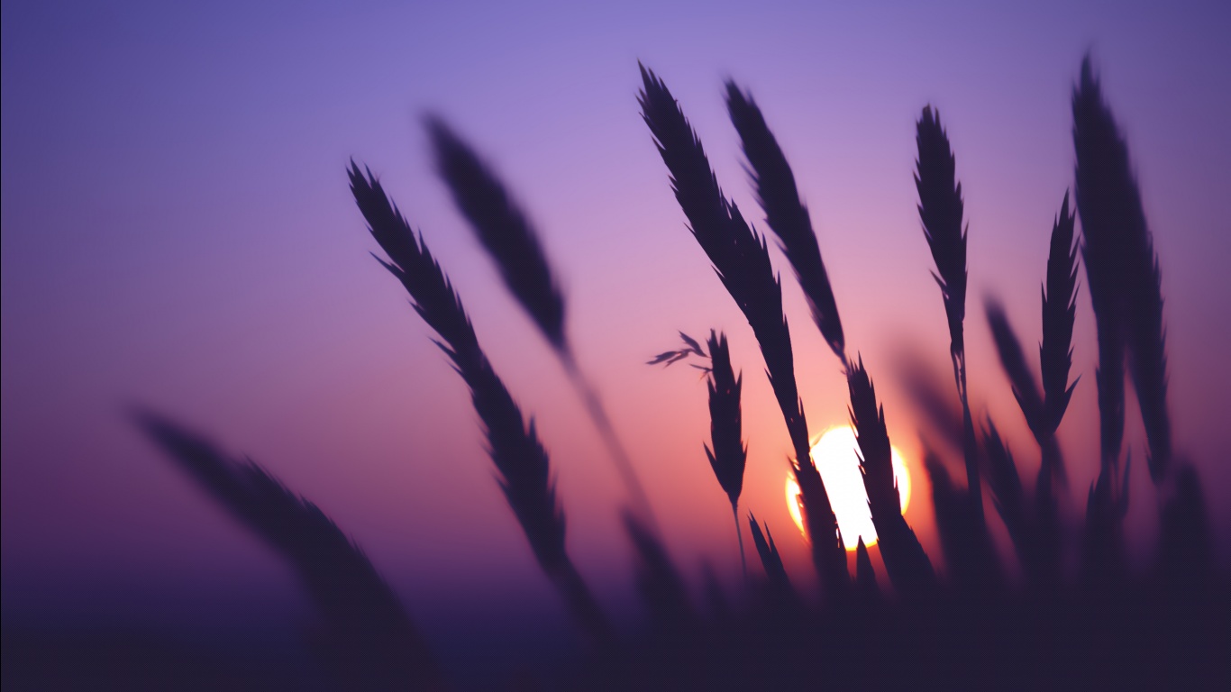 Spighe di grano al tramonto, 1366x768 720p, PC