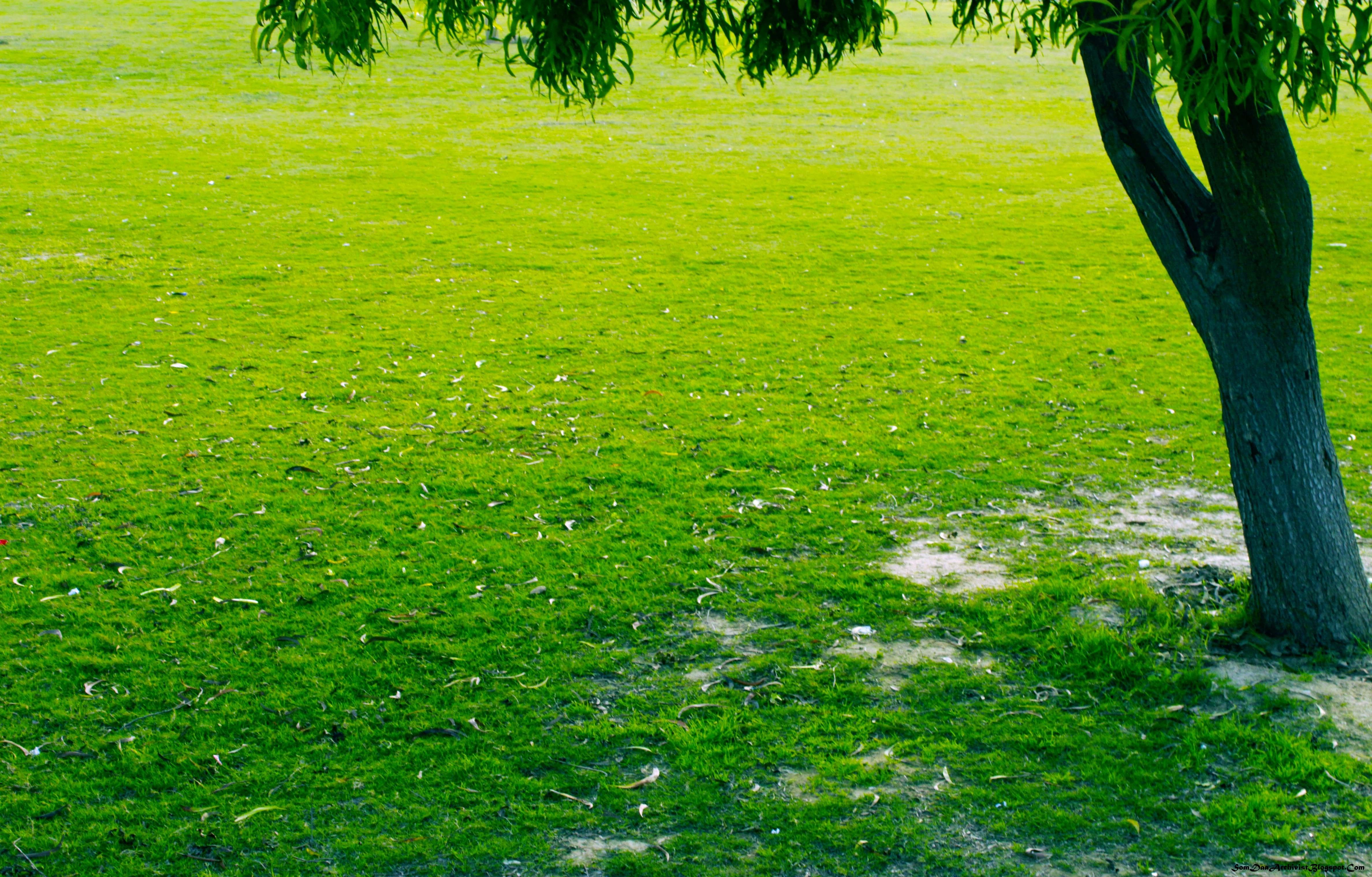 Prato verde con albero, 4752x3039 UHD, PC 4K