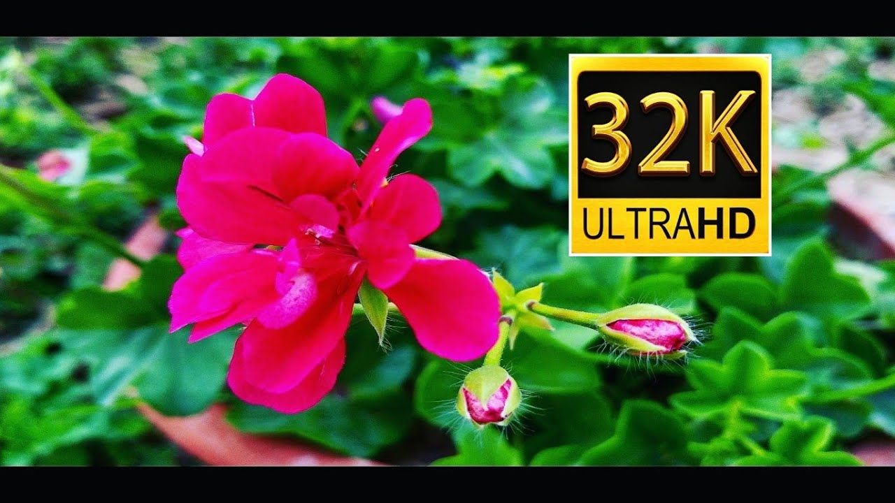 Fiore rosa rosso con foglie verdi, 1280x720 HD, Desktop