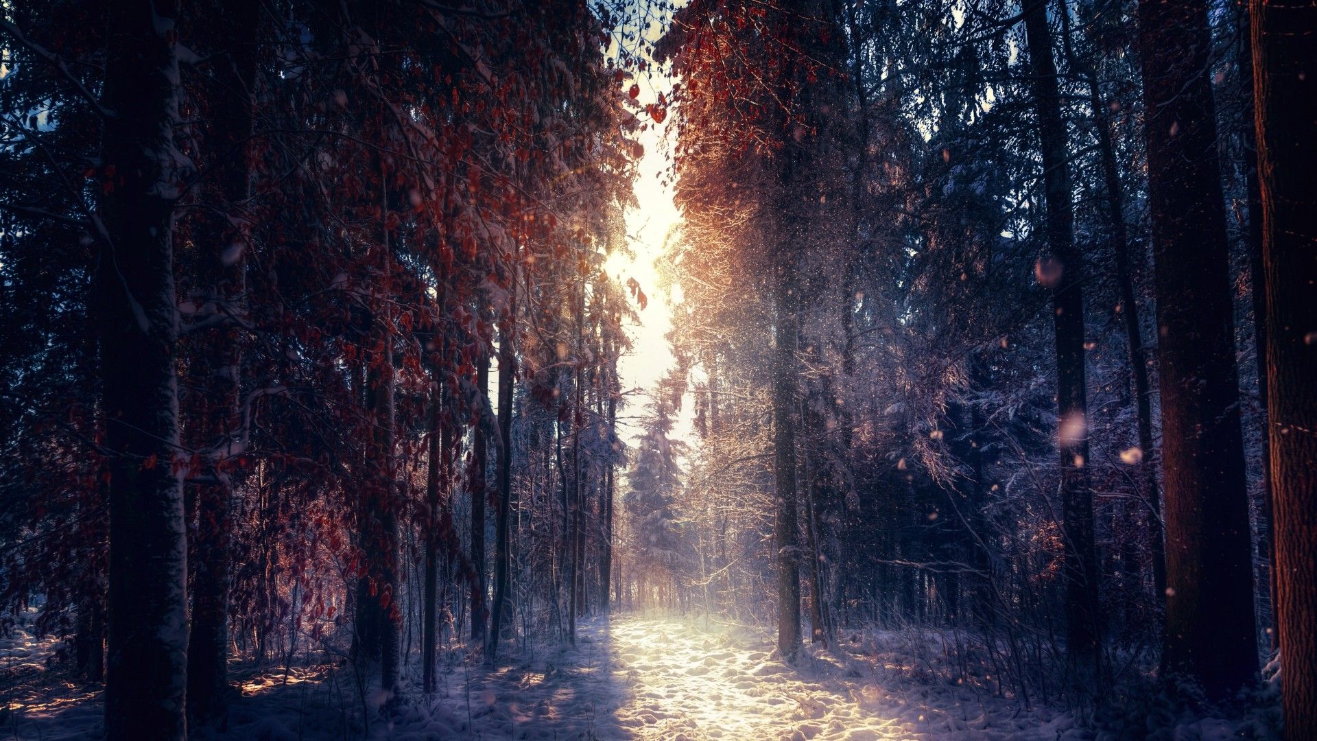 Foresta invernale con luce solare, 1920x1080 Full HD 1080p, PC