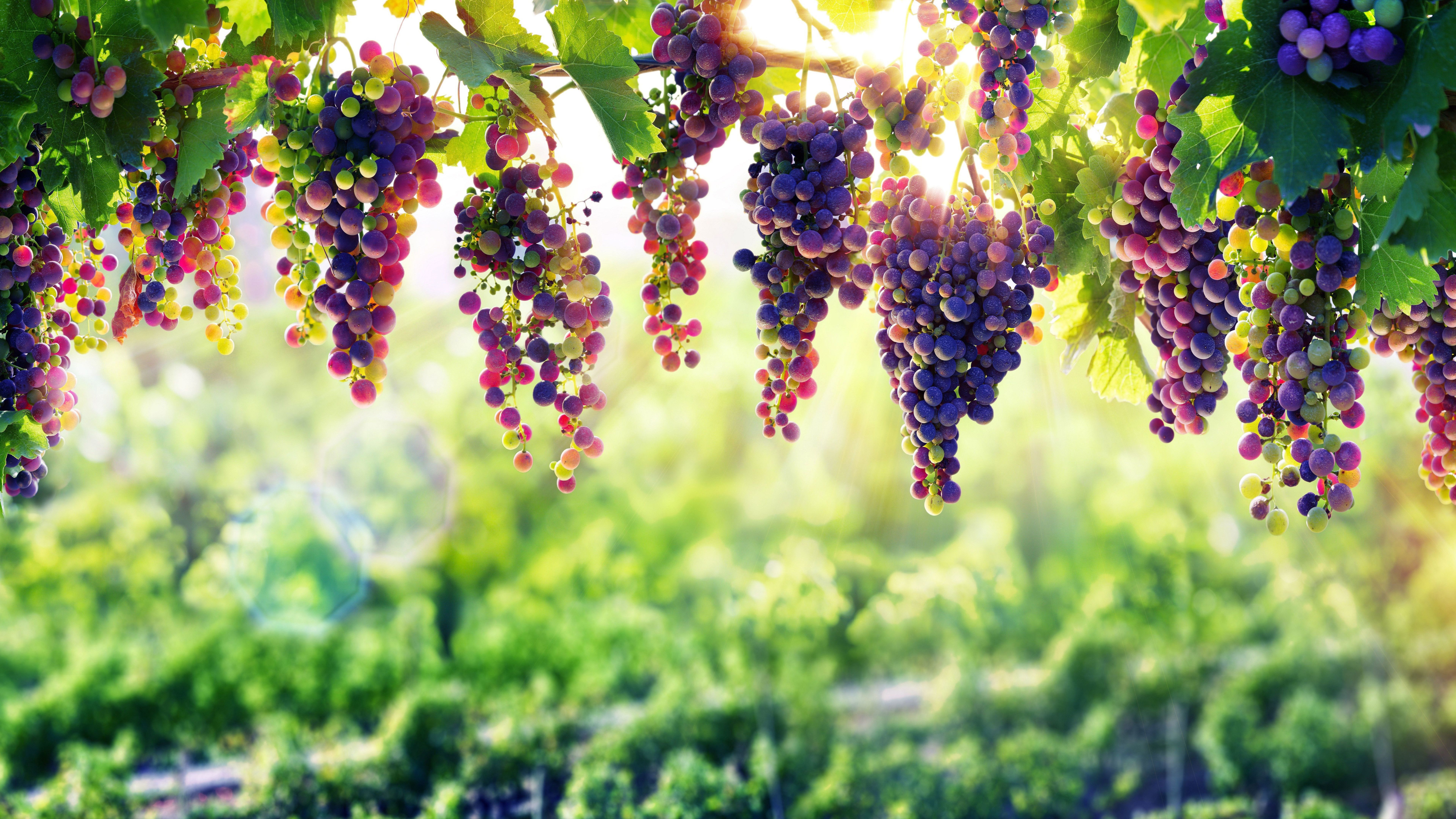 Grappoli d'uva vigneto, 7680x4320 Ultra HD, Monitor 4K