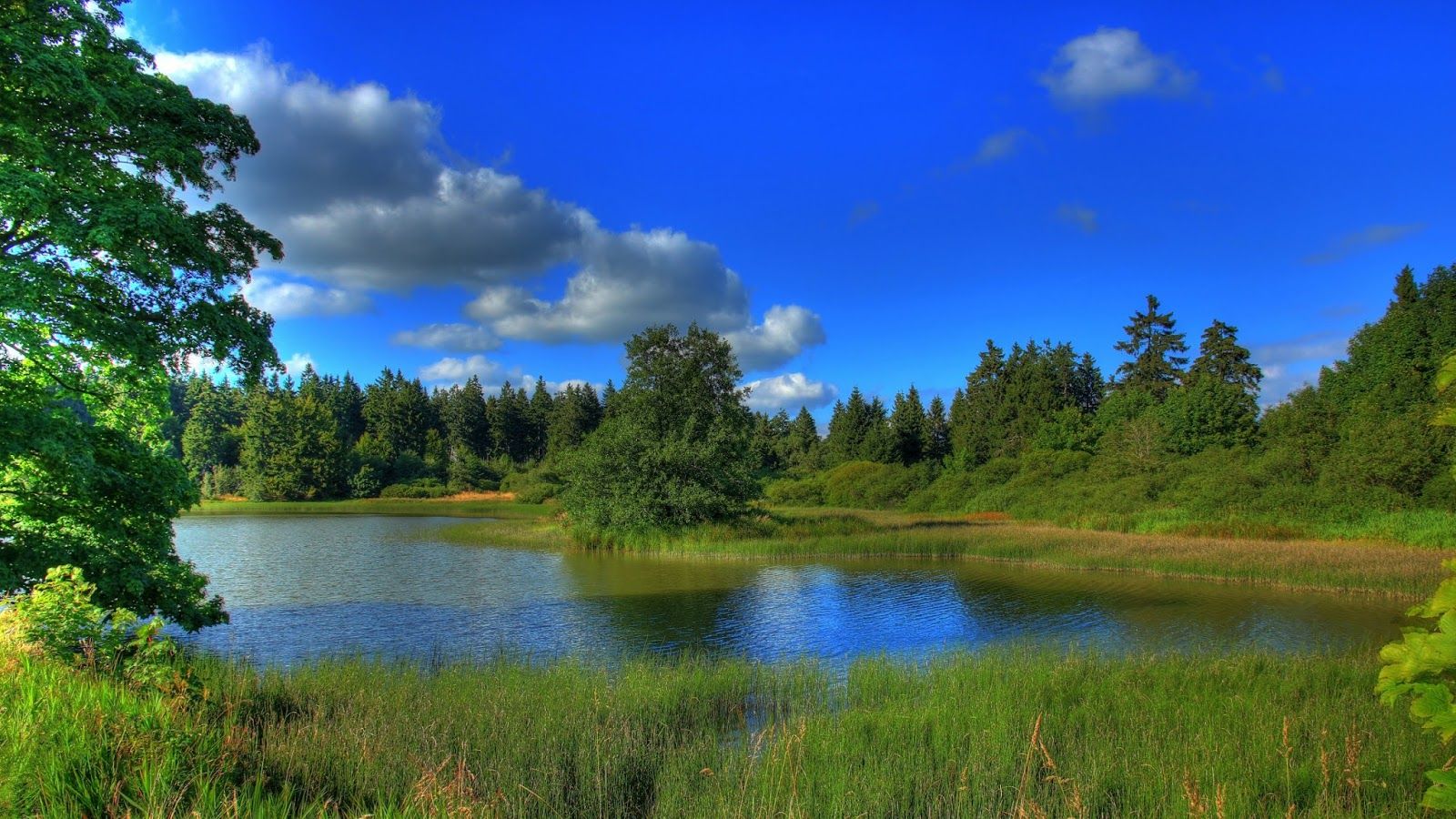 Lago circondato da foresta verde, 1600x900 HD, Laptop