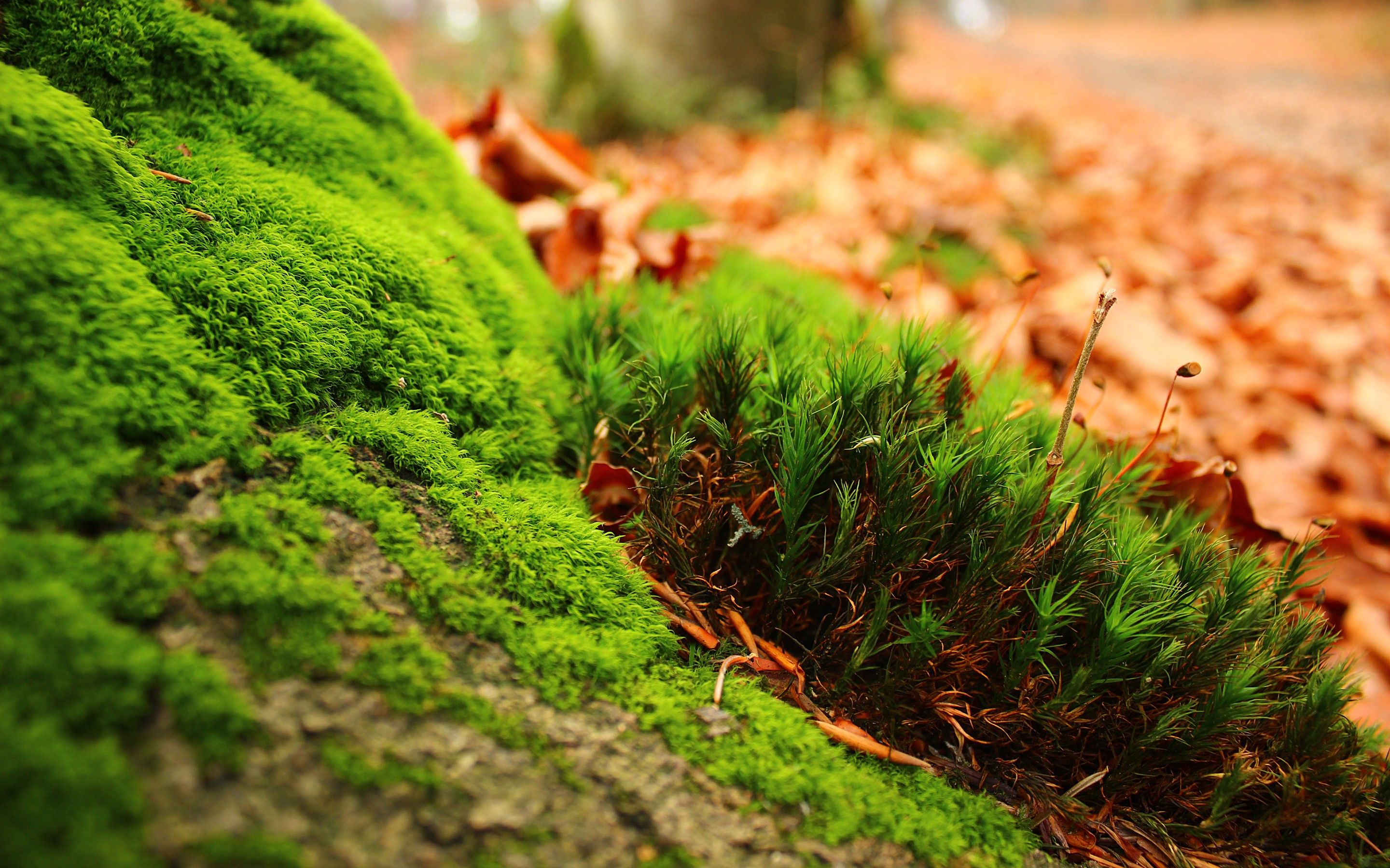 Muschio verde su tronco, 2880x1800 2K, Laptop