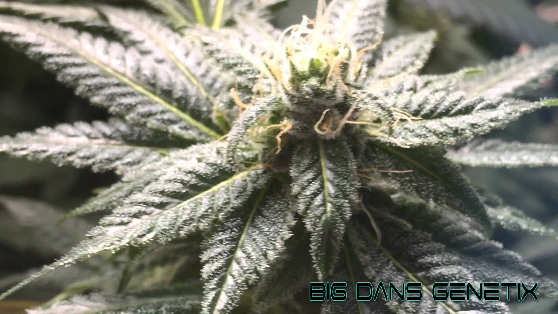 Pianta di cannabis primo piano, 1920x1080 Full HD, Desktop