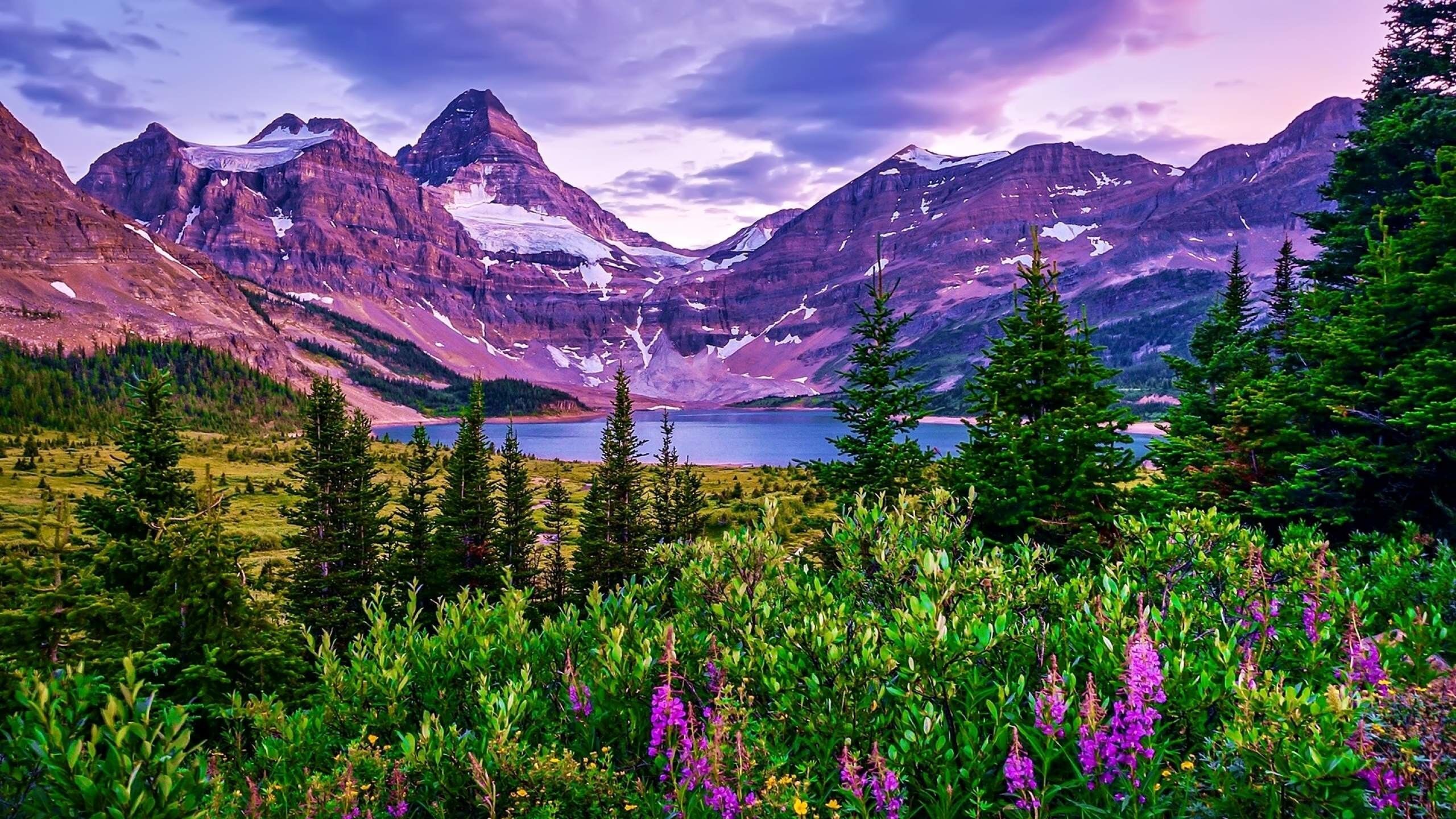 Montagne lago fiori viola, 2560x1440 2K QHD, PC