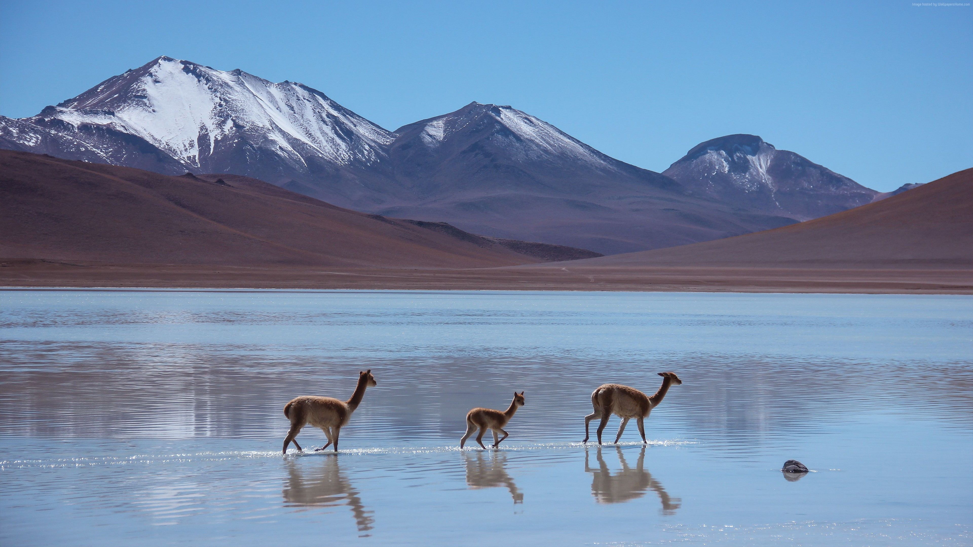 Lama, Laguna Blanca, Bolivia, 3840x2160 4K Ultra HD, Monitor 4K