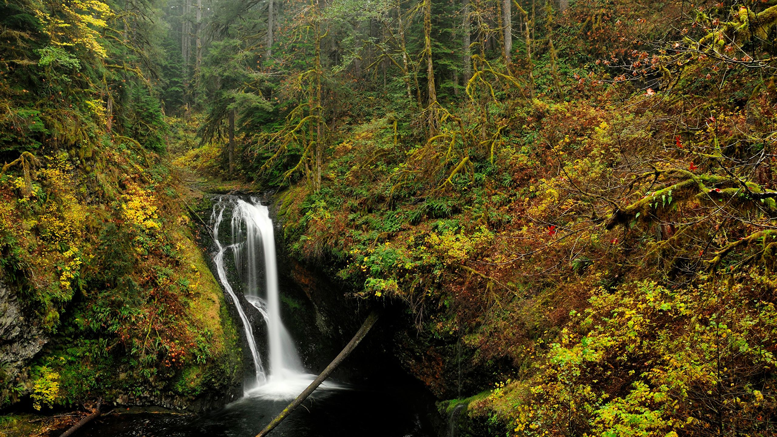 Cascata foresta autunnale Oregon, 2560x1440 QHD, Laptop