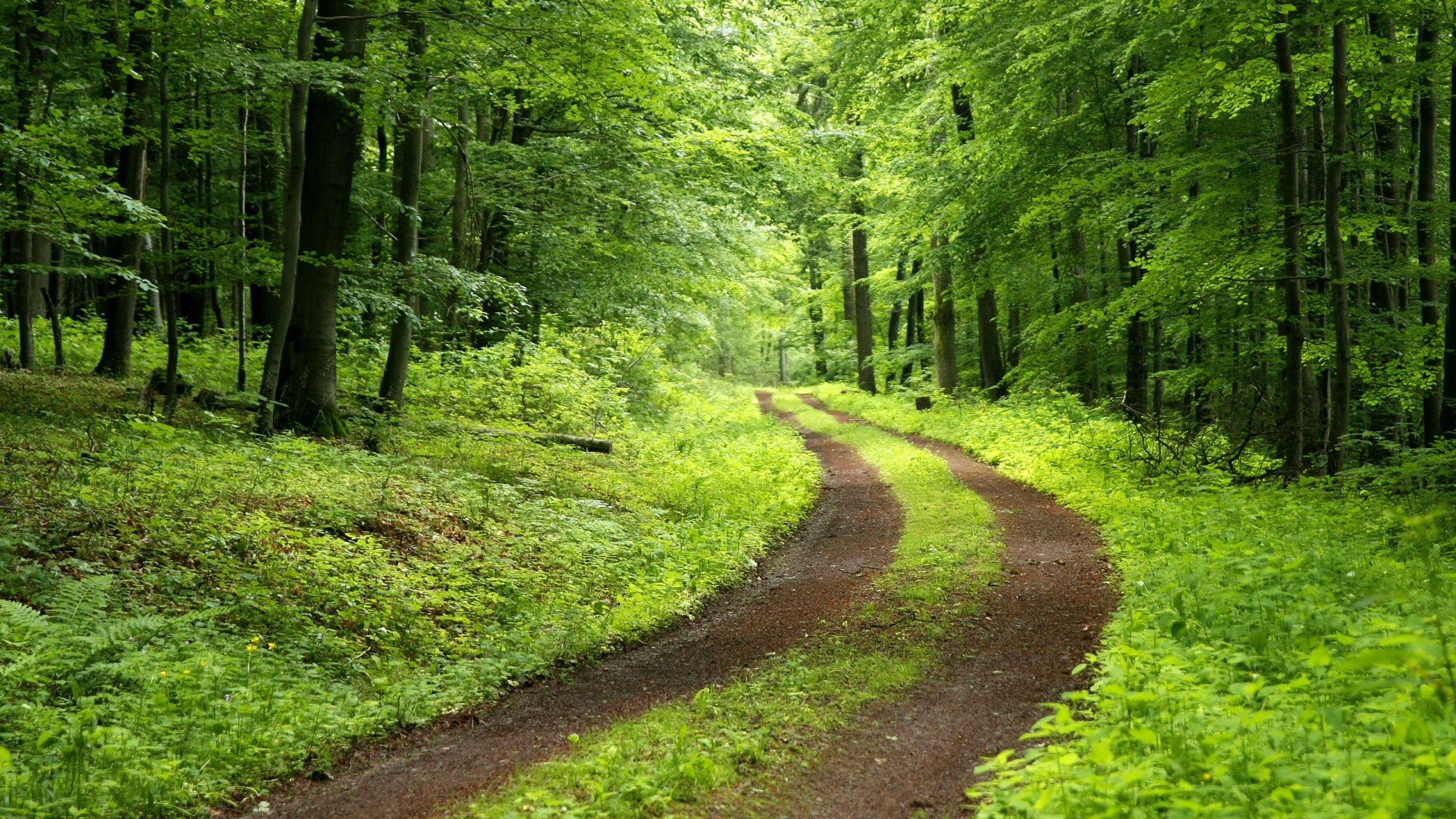 Sentiero forestale verde, 2560x1440 QHD, Laptop