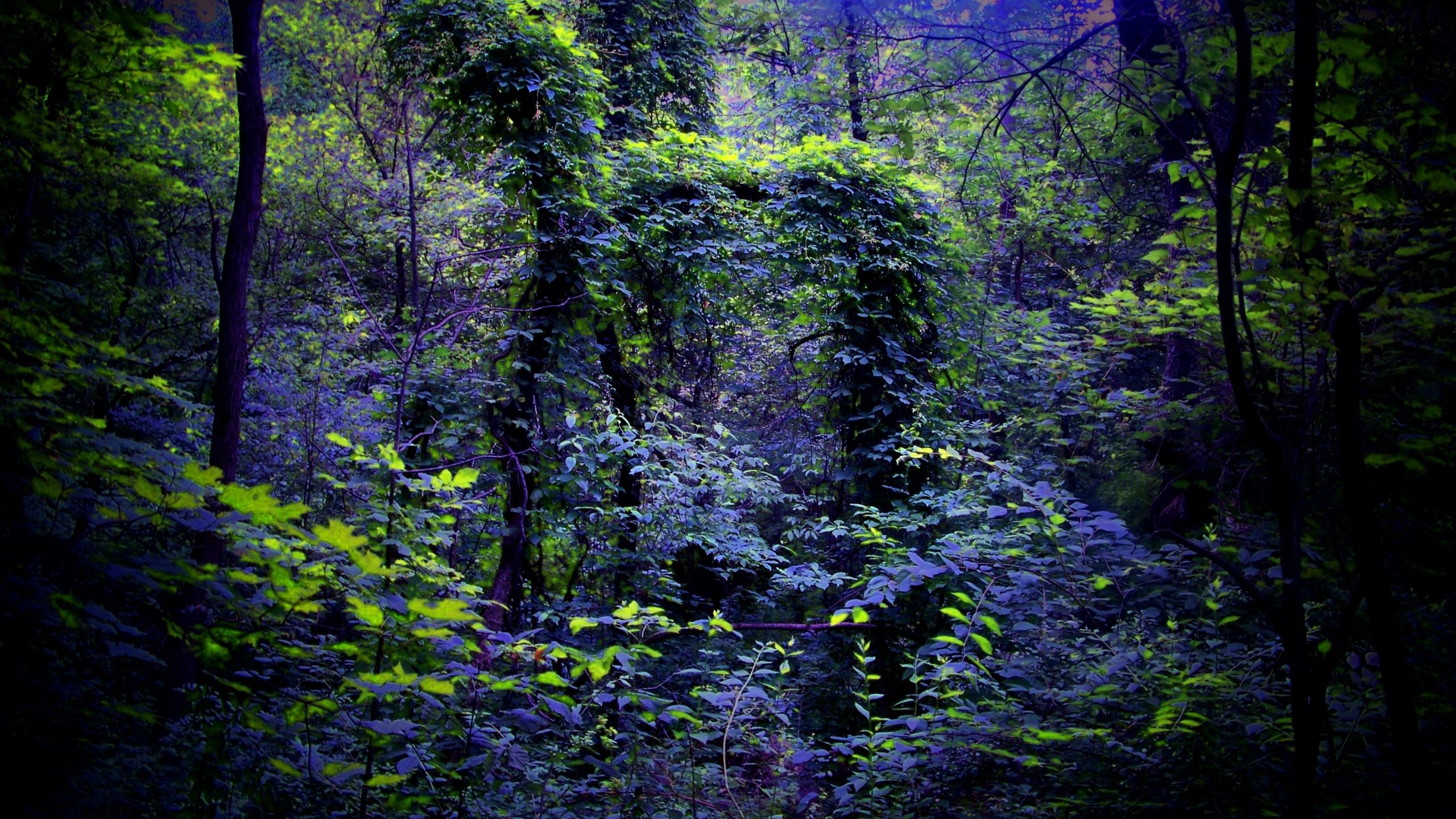 Foresta notturna verde scuro, 2560x1440 1440p, Desktop
