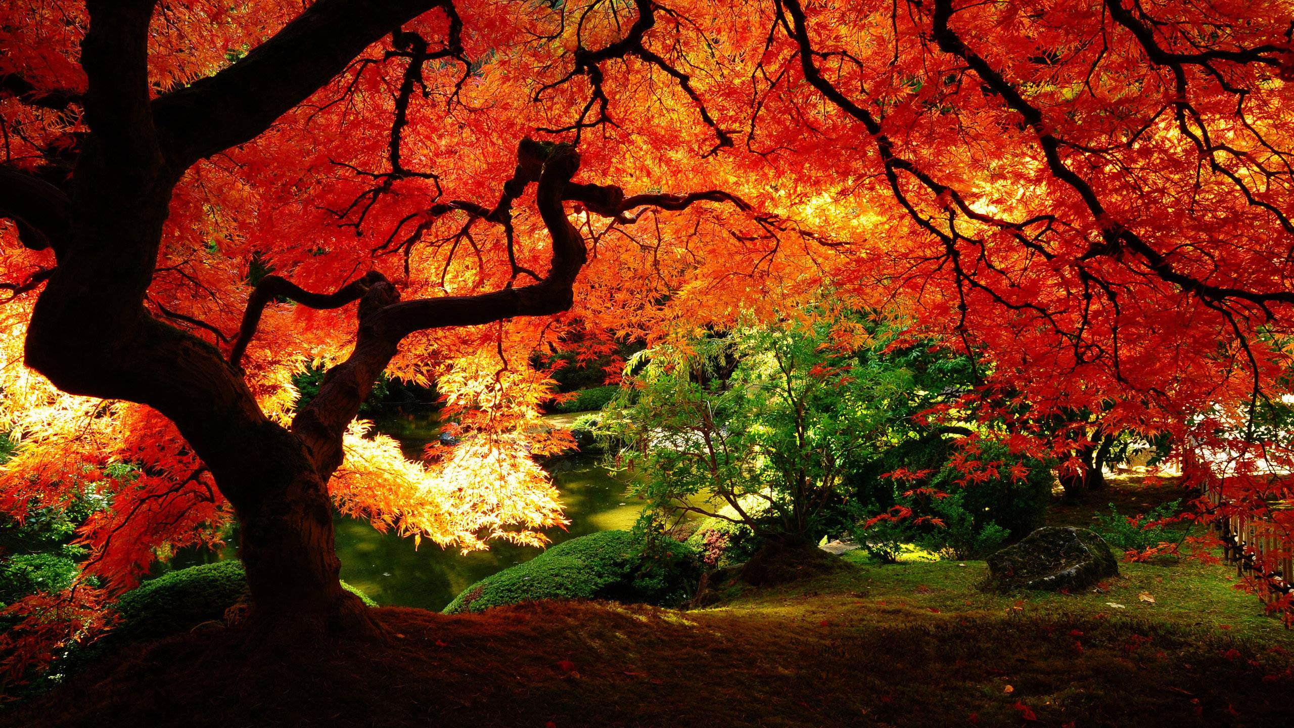 Albero acero rosso giardino giapponese, 2560x1440 2K QHD, PC