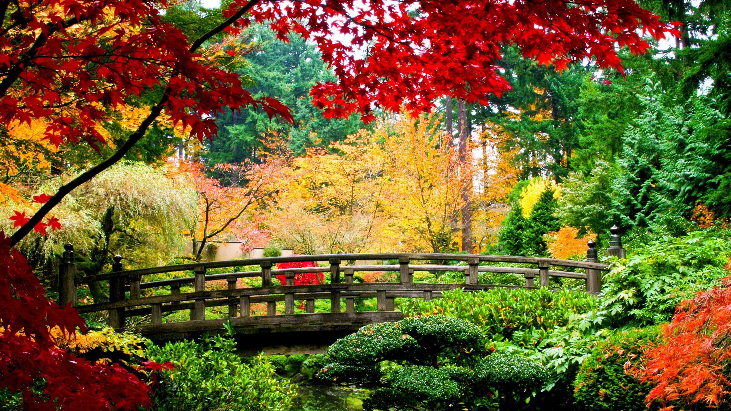 Ponte di legno giardino autunnale, 2560x1440 1440p, Desktop