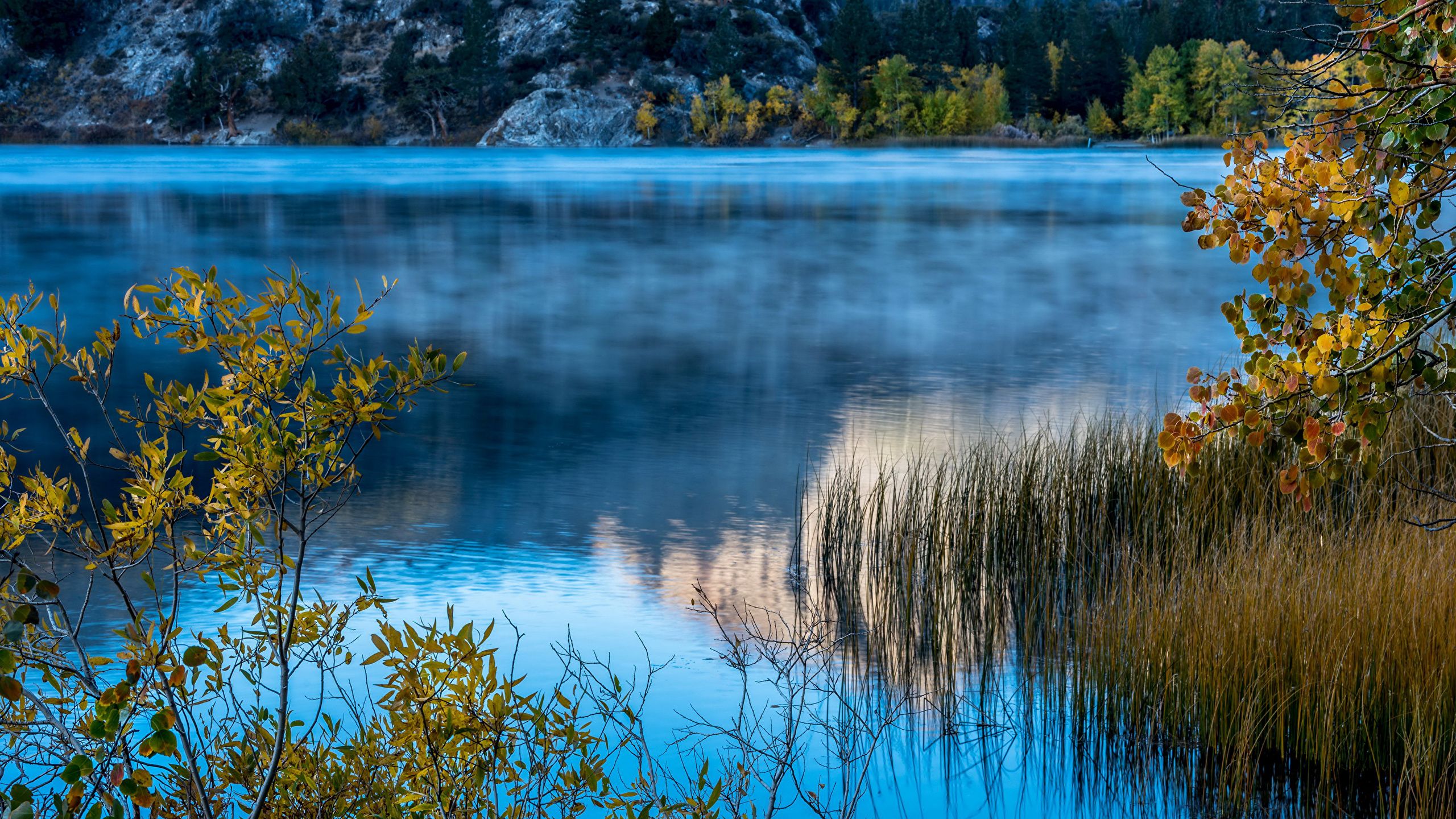 Lago con nebbia e canneto, 2560x1440 1440p, Desktop