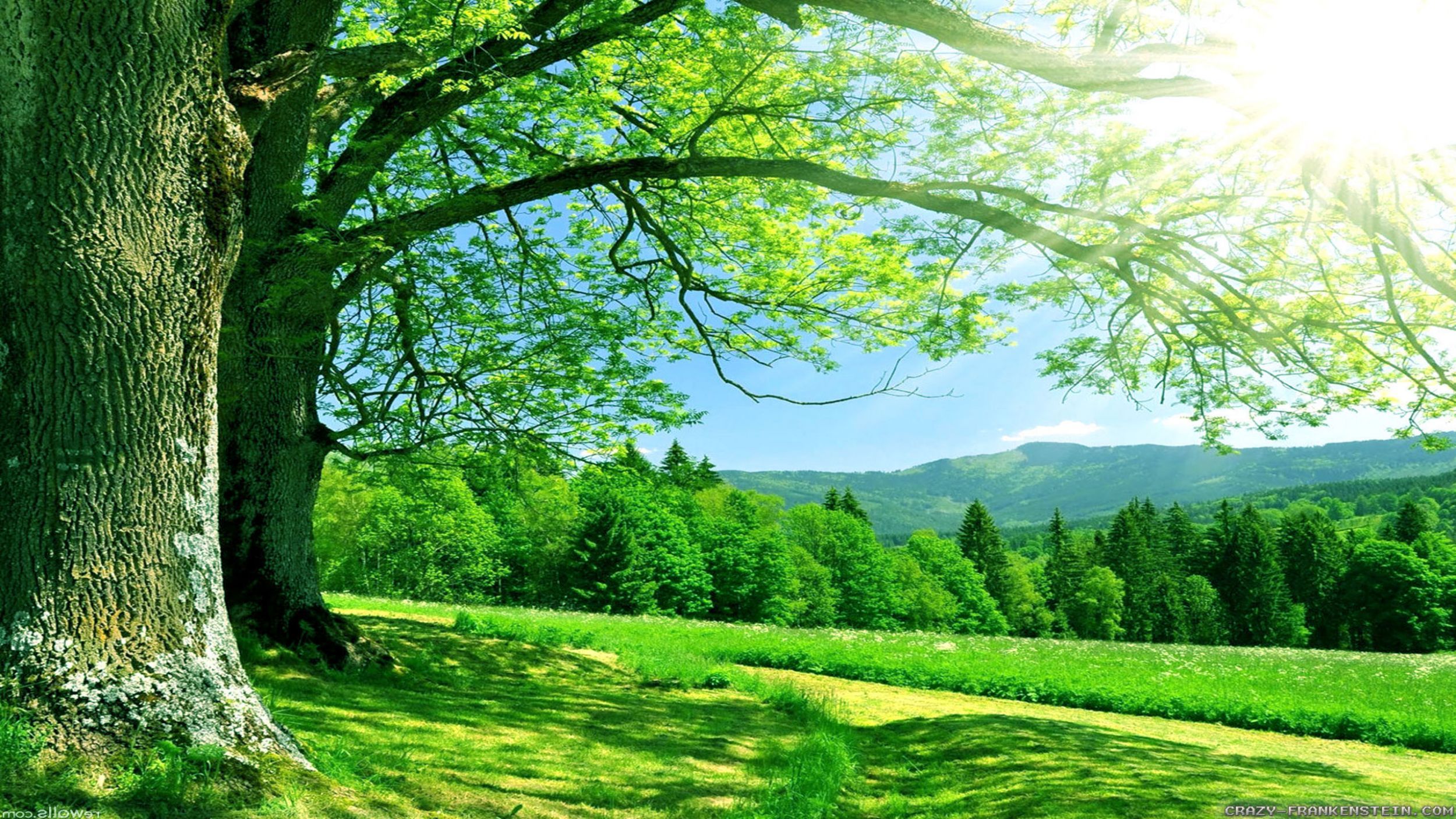 Albero verde e paesaggio soleggiato, 2500x1406 2K, Desktop