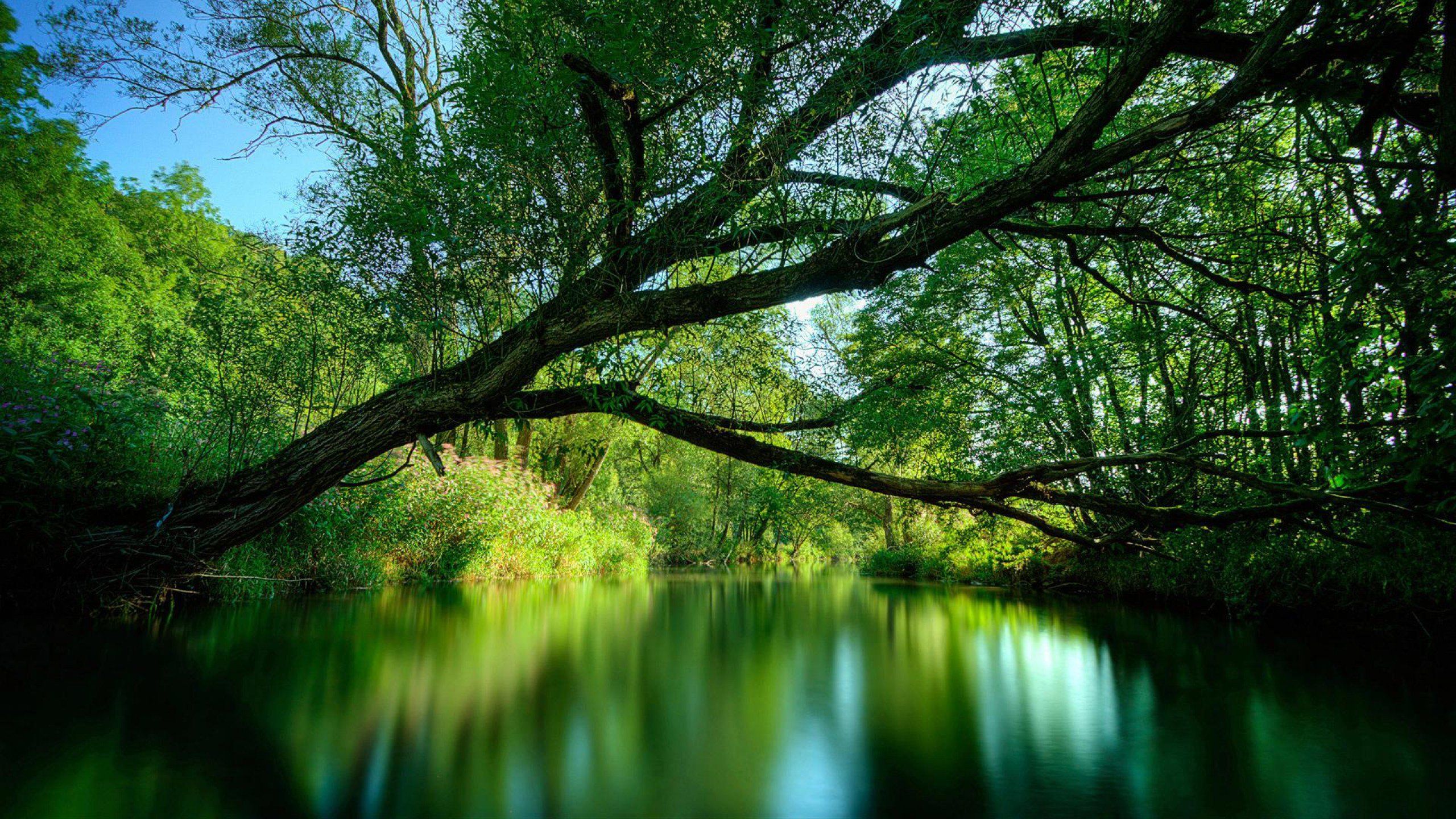 Fiume verde nella foresta, 2560x1440 2K QHD, PC