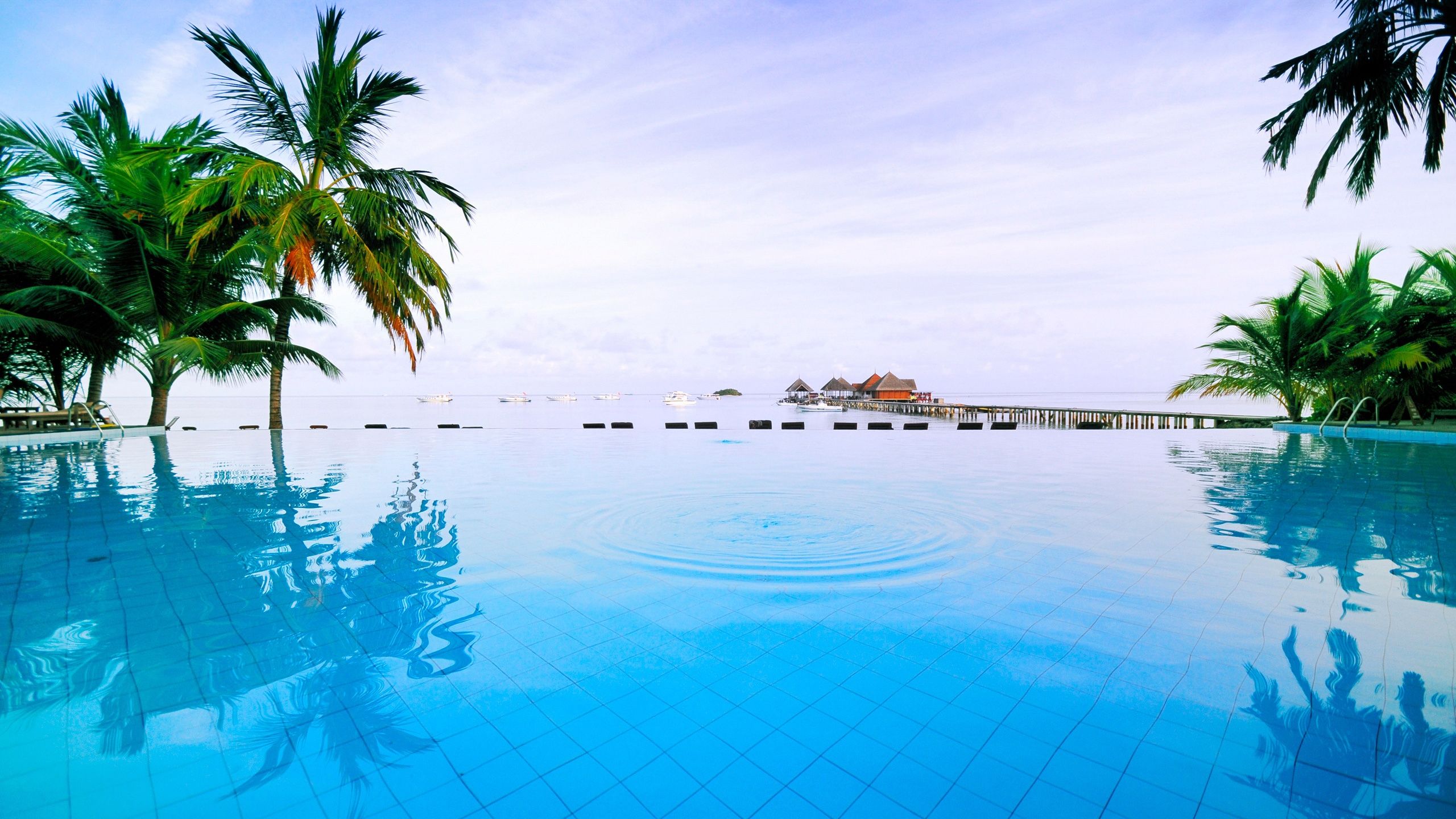 Piscina tropicale palme, 2560x1440 QHD, Laptop