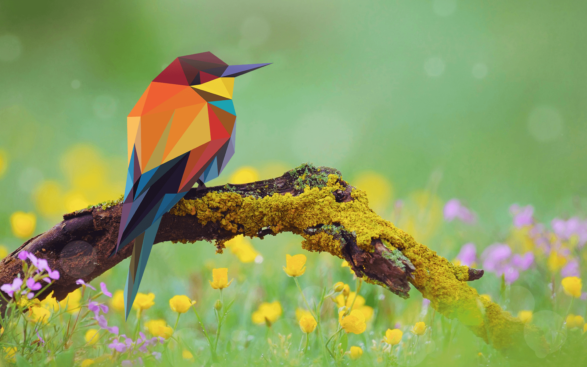 Uccello low poly colorato su ramo, 1920x1200 WUXGA, Laptop