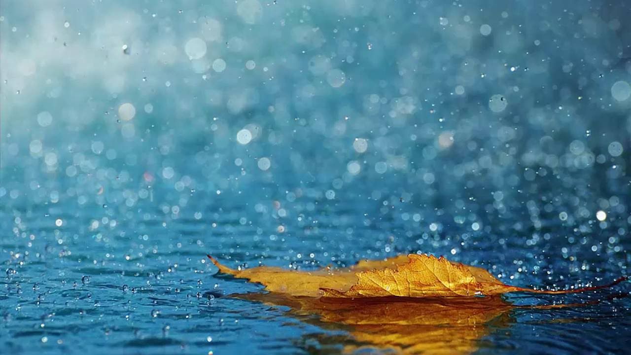 foglia gialla sotto pioggia blu, 1280x720 720p, PC