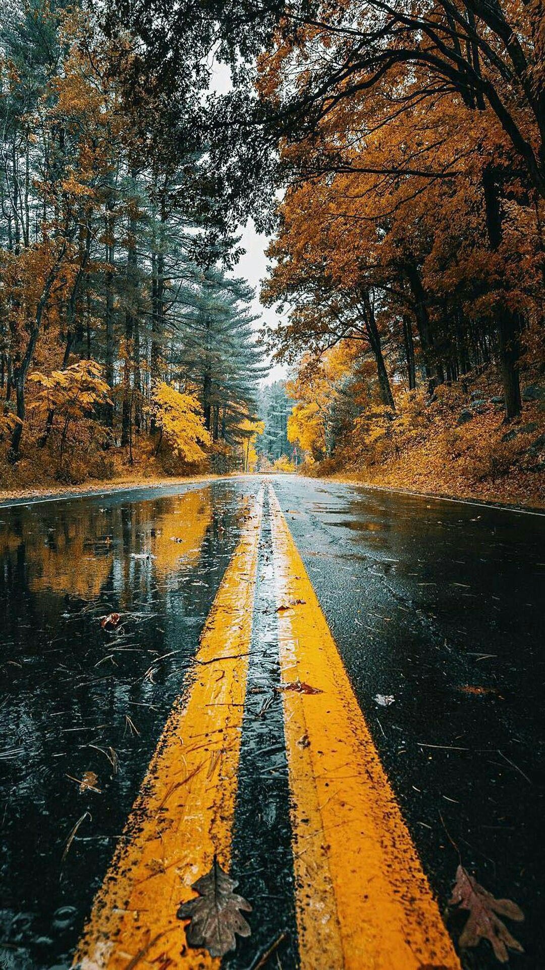 strada bagnata autunnale foresta, sfondi per Telefono, 1080x1920 Verticale, Telefono