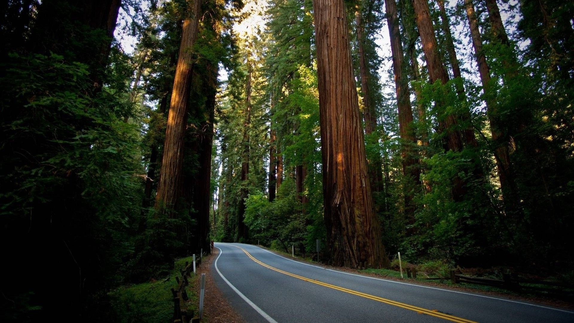 Strada tra sequoie giganti, 1920x1080 Full HD 1080p, PC