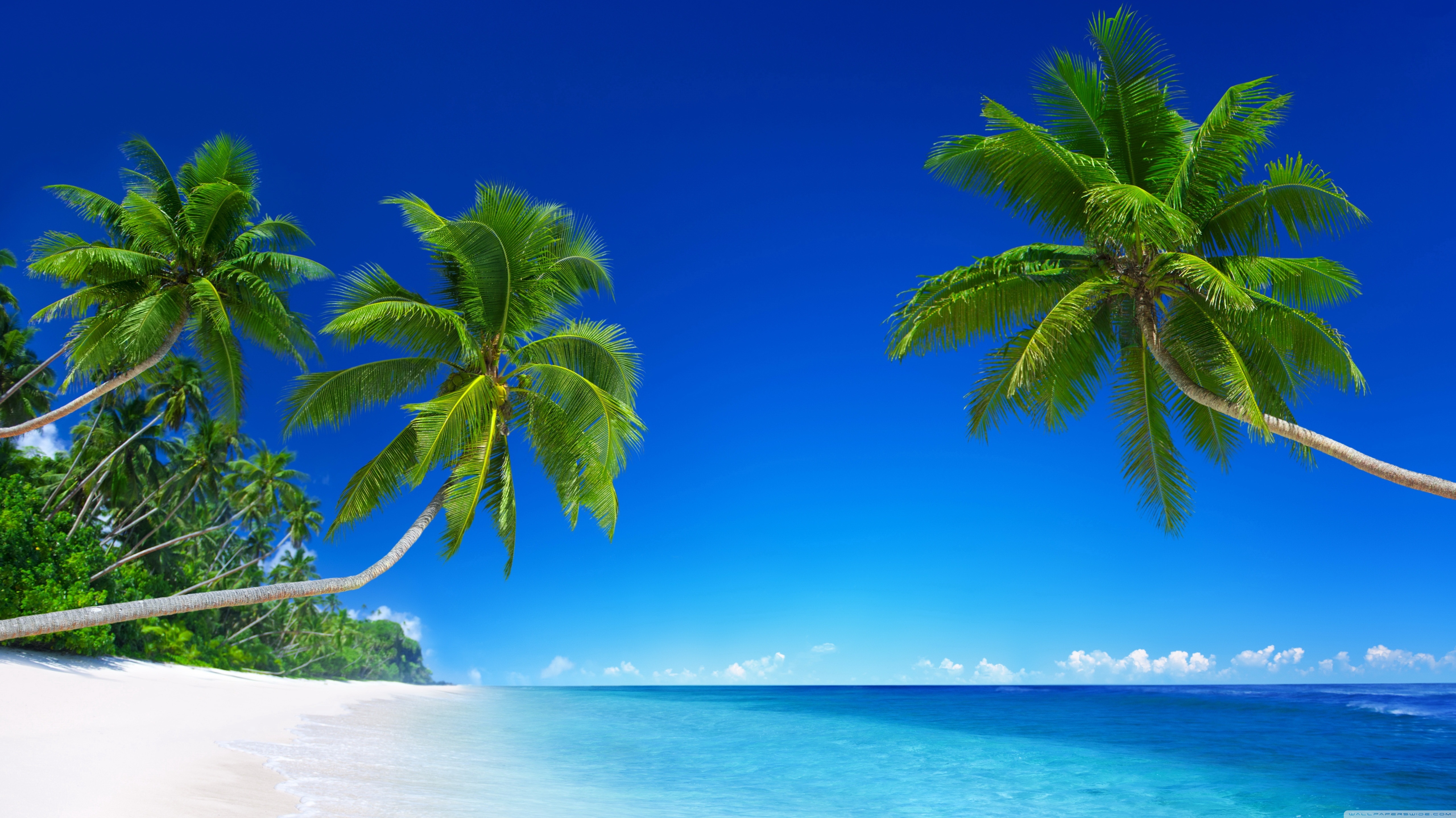 Spiaggia tropicale con palme, 5120x2880 4K, Desktop 4K
