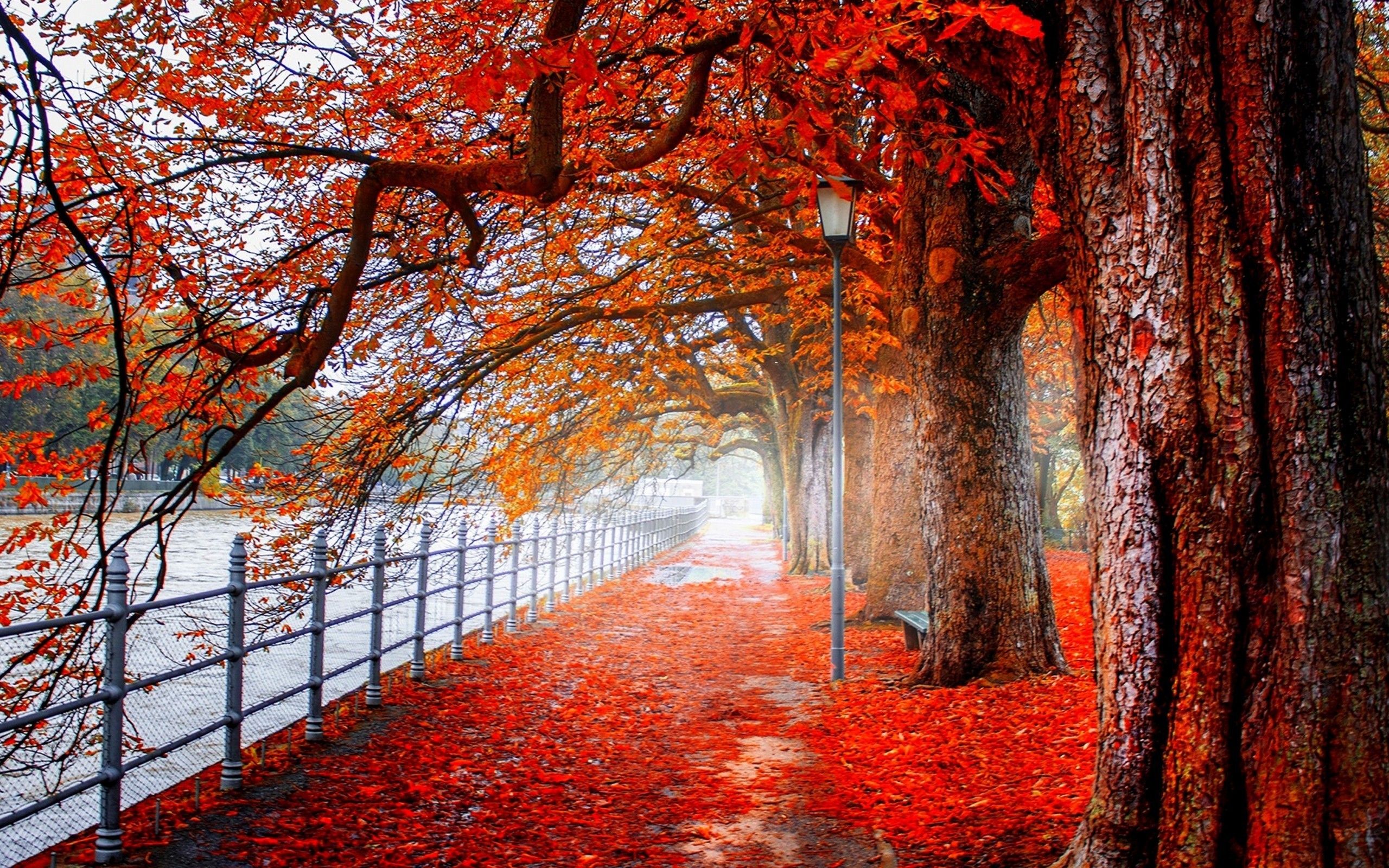 Viale autunnale con foglie rosse, 2560x1600 2K+, PC
