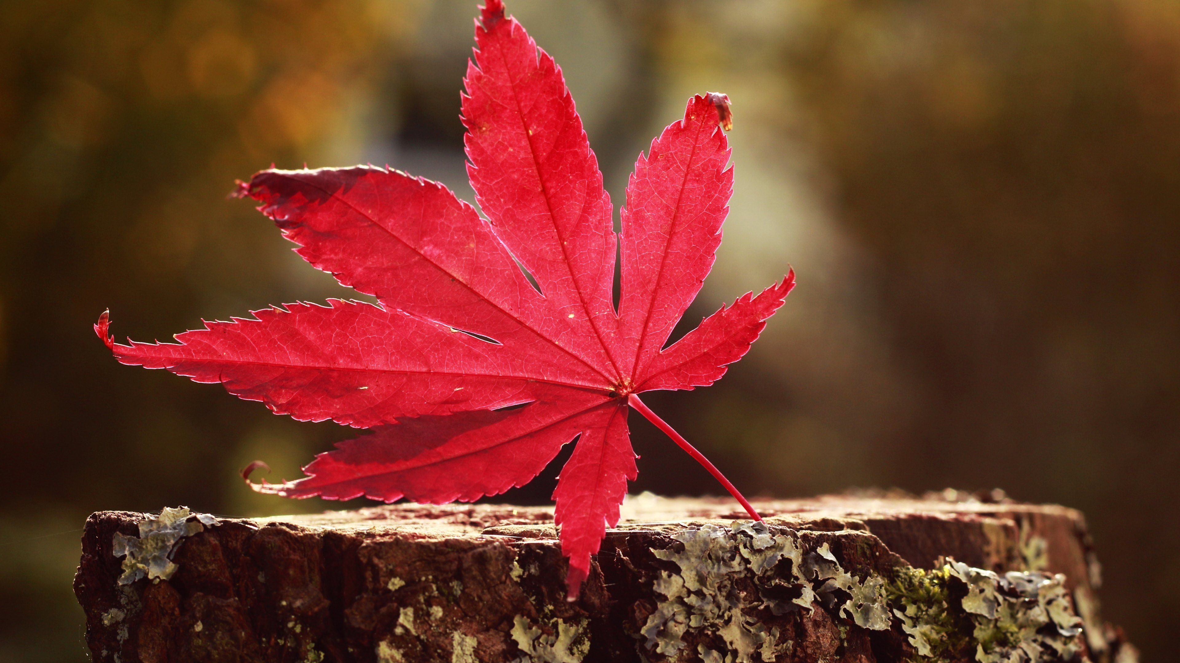 foglia rossa acero autunnale, 3840x2160 4K, Desktop 4K
