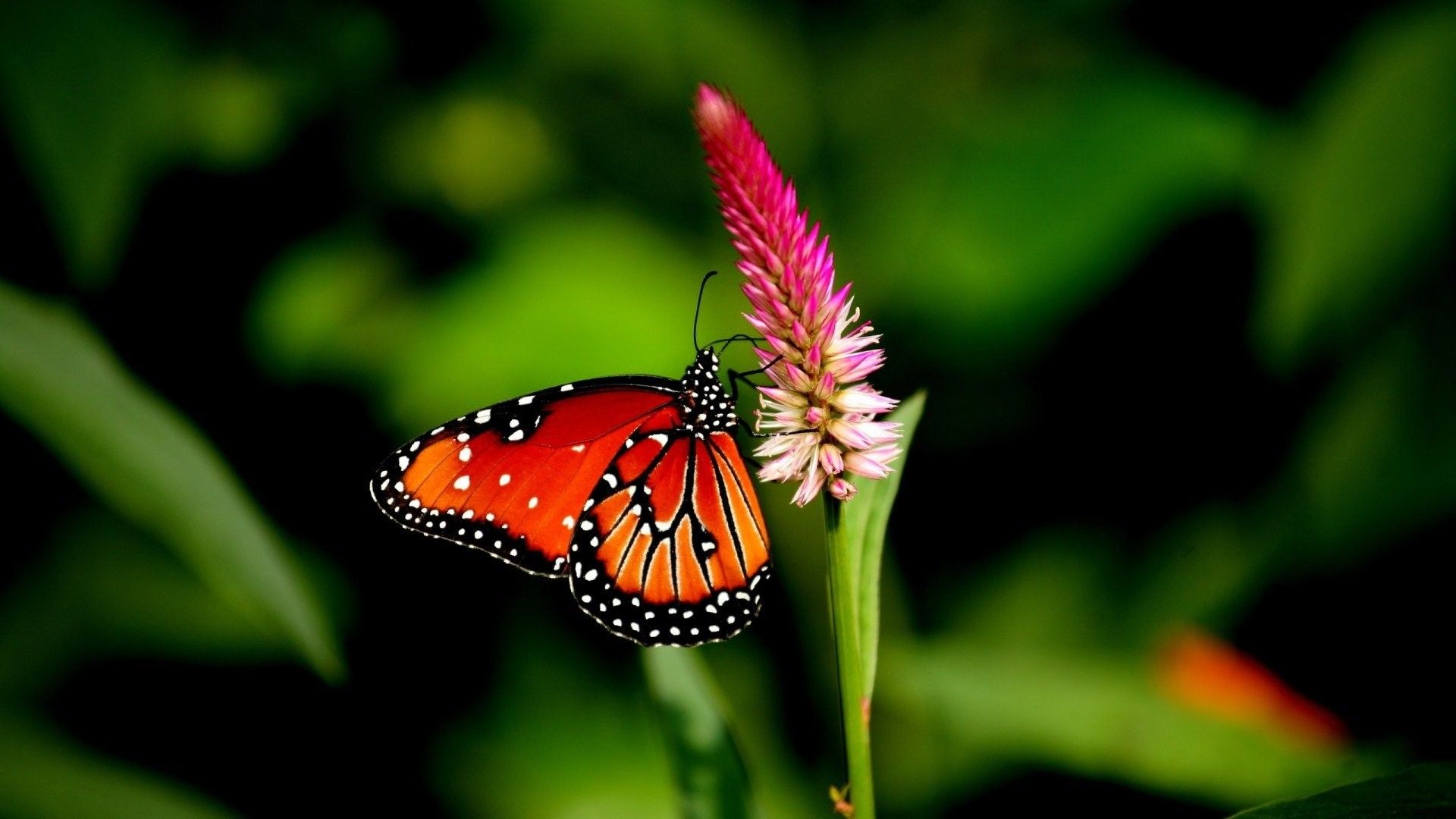 Farfalla arancione su fiore rosa, 1920x1080 Full HD, Desktop