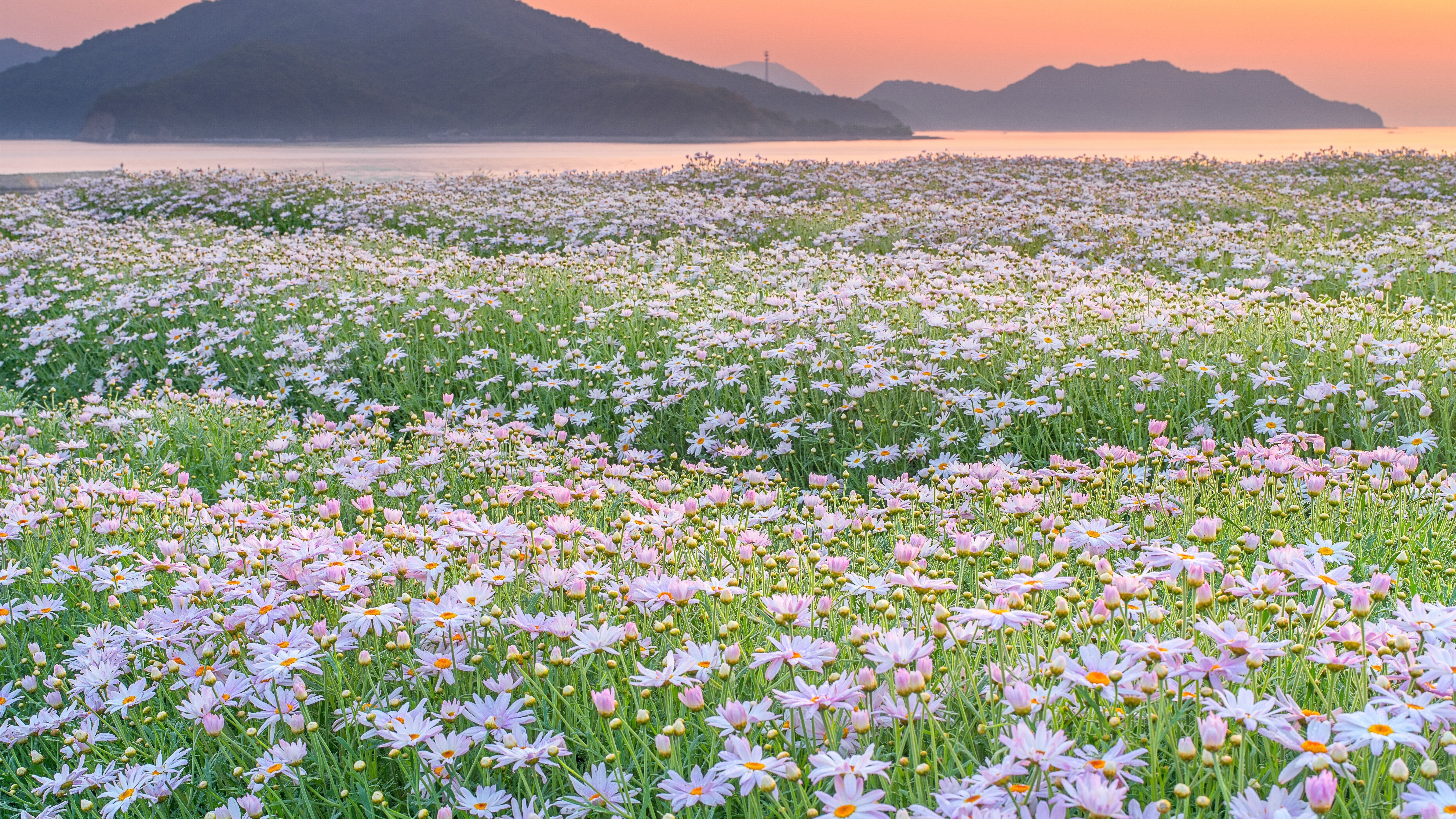 Campo di margherite al tramonto, 7680x4320 UHD, Monitor Gaming
