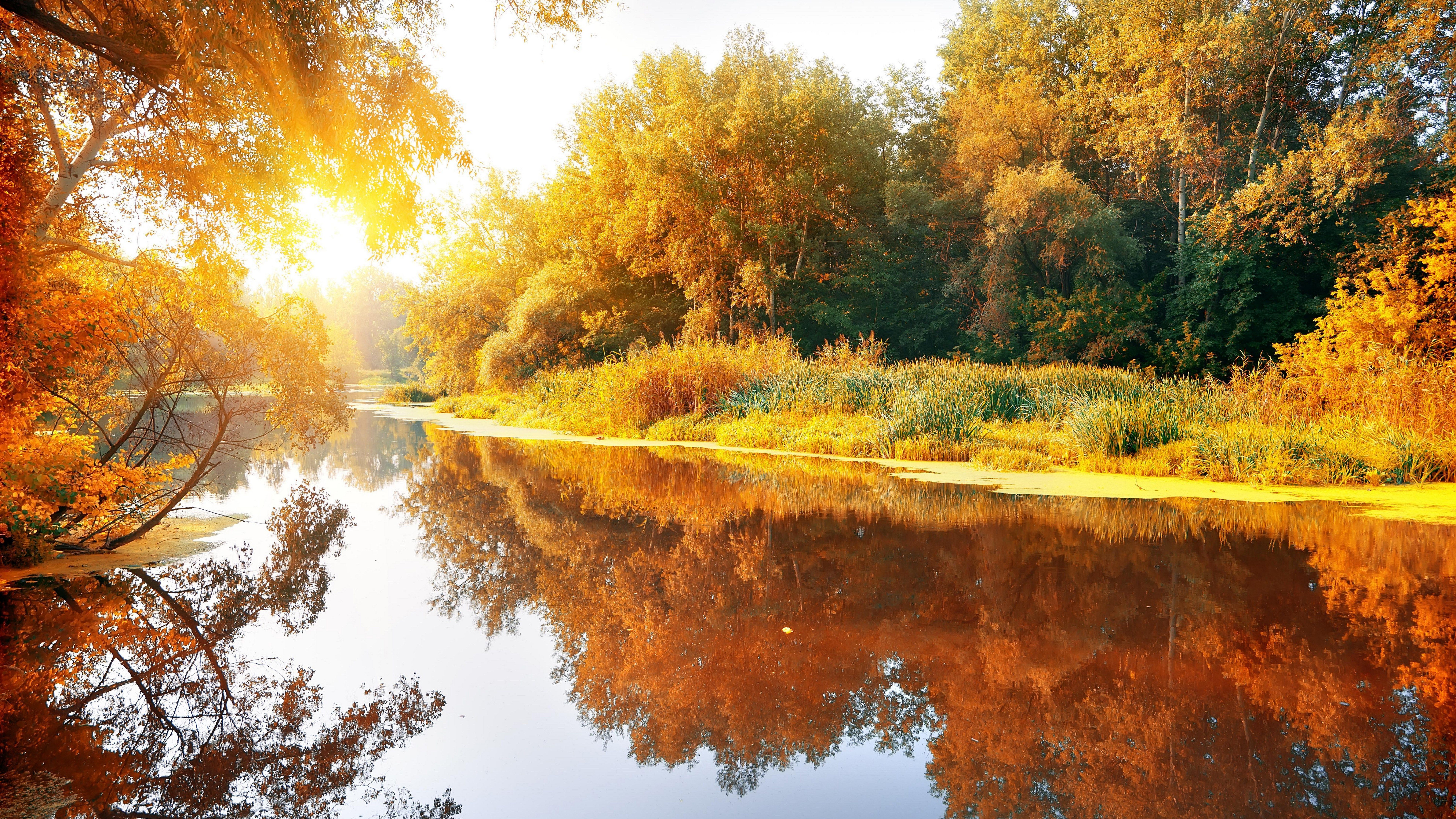 Fiume autunnale con alberi dorati, 7680x4320 UHD, Monitor Gaming