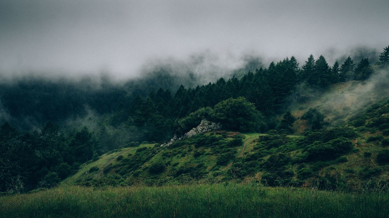 Collina boscosa con nebbia, 1336x750 720p, Monitor Gaming