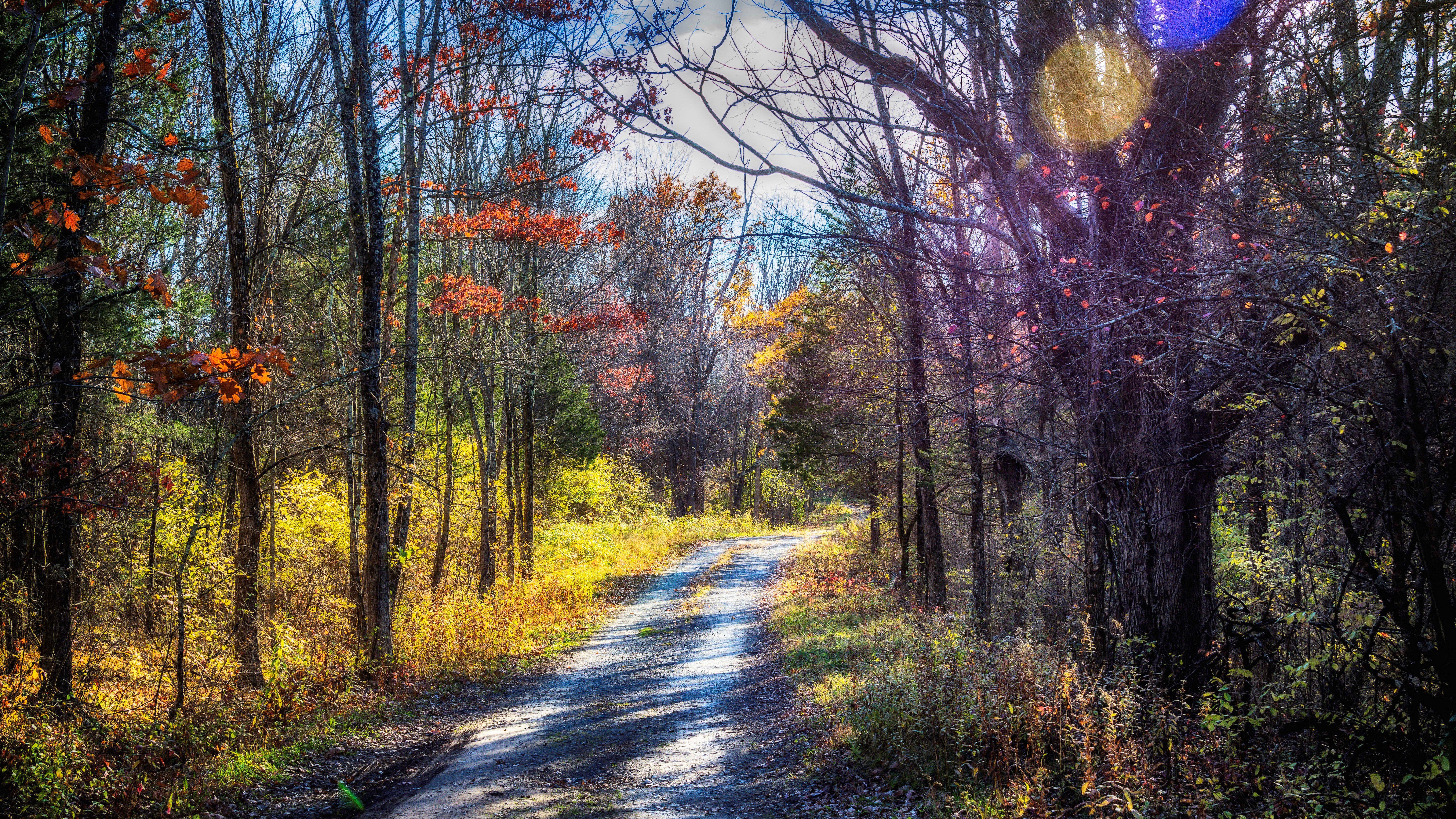 Sentiero autunnale nel bosco, 7680x4320 4K, Desktop 4K