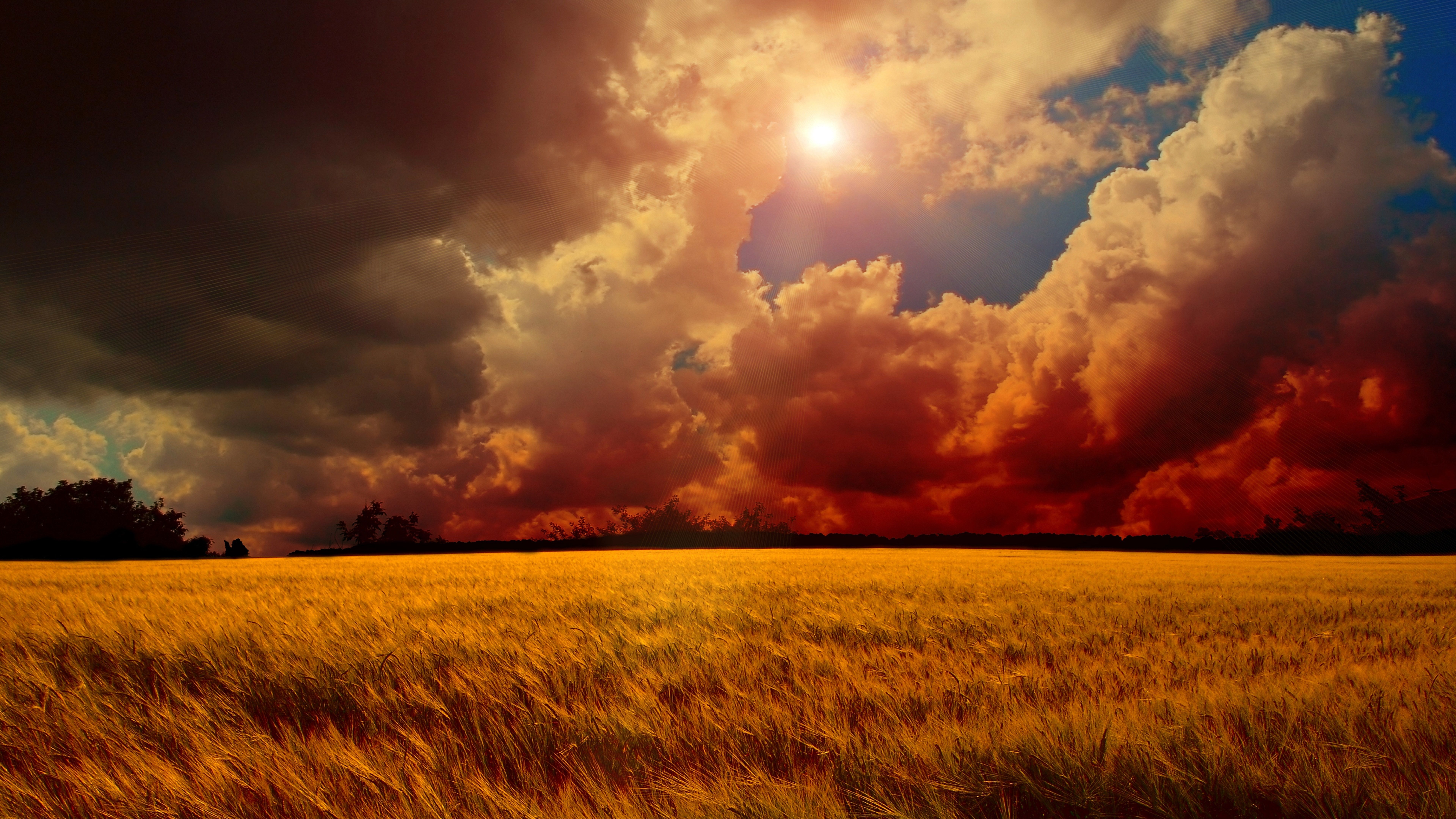 Campo di grano al tramonto, 7680x4320 Ultra HD, Monitor 4K