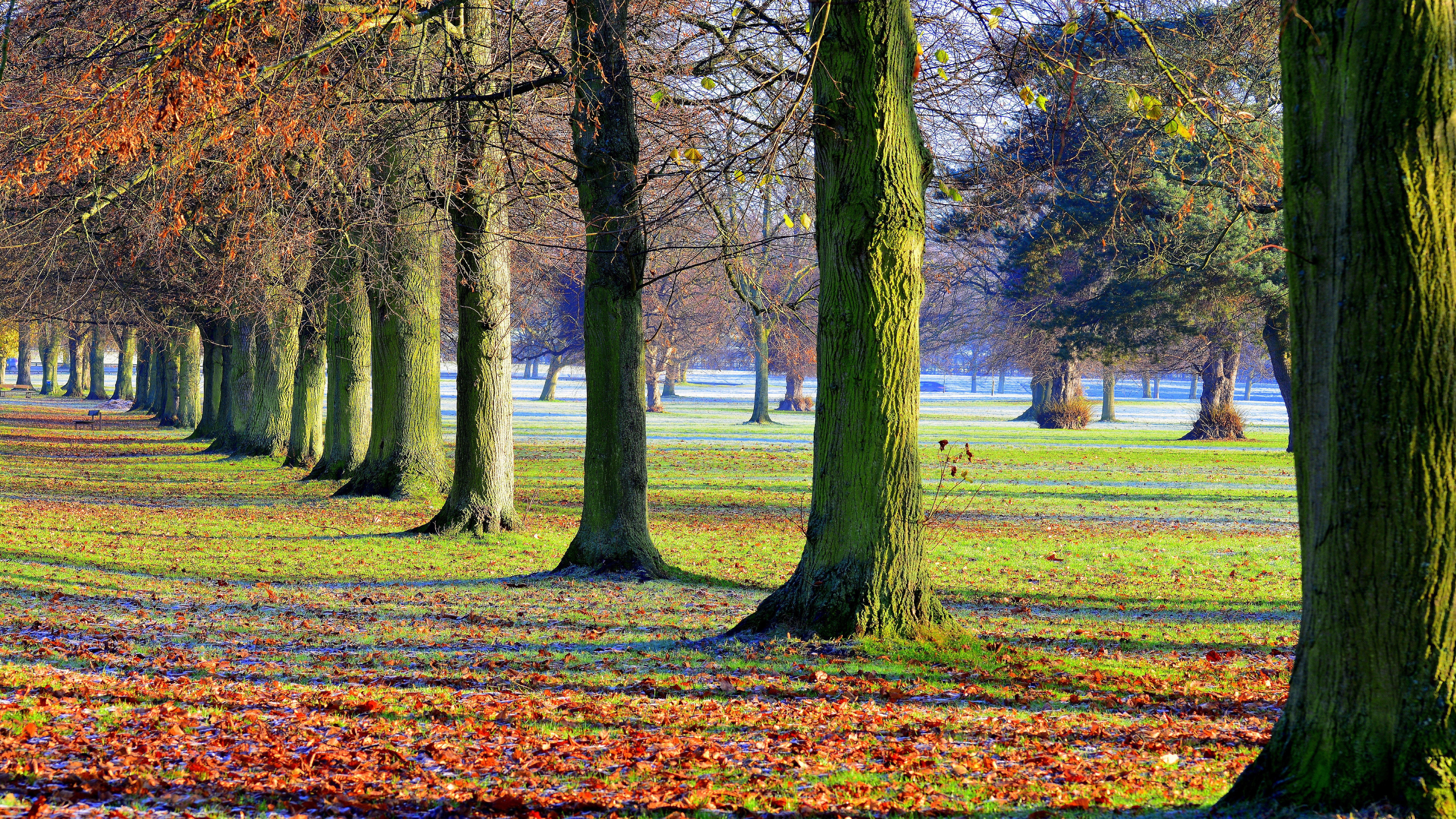 Filare di alberi in parco autunnale, 7680x4320 Ultra HD, 4K TV