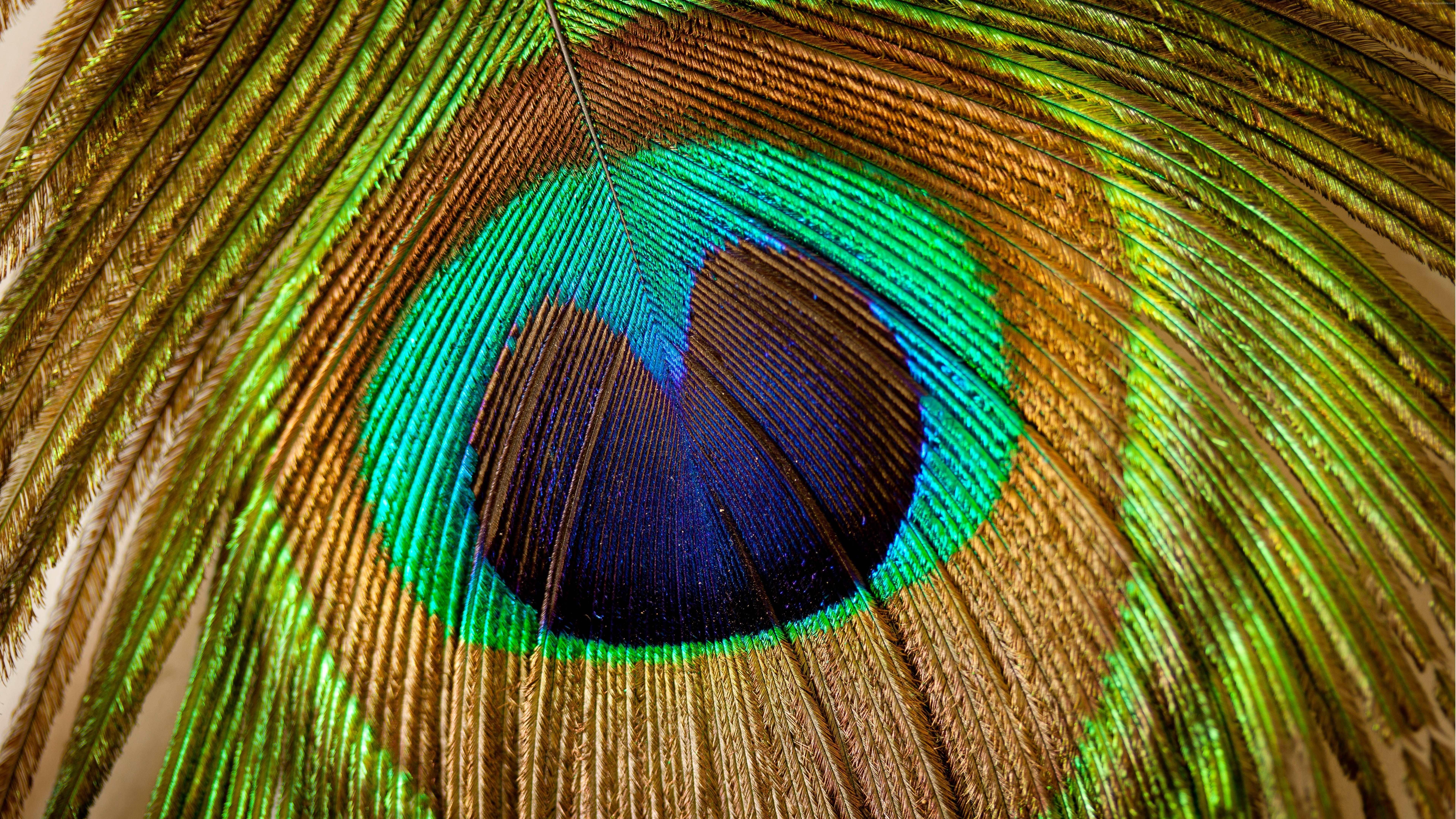 Piuma di pavone macro, 7680x4320 Ultra HD, 4K TV