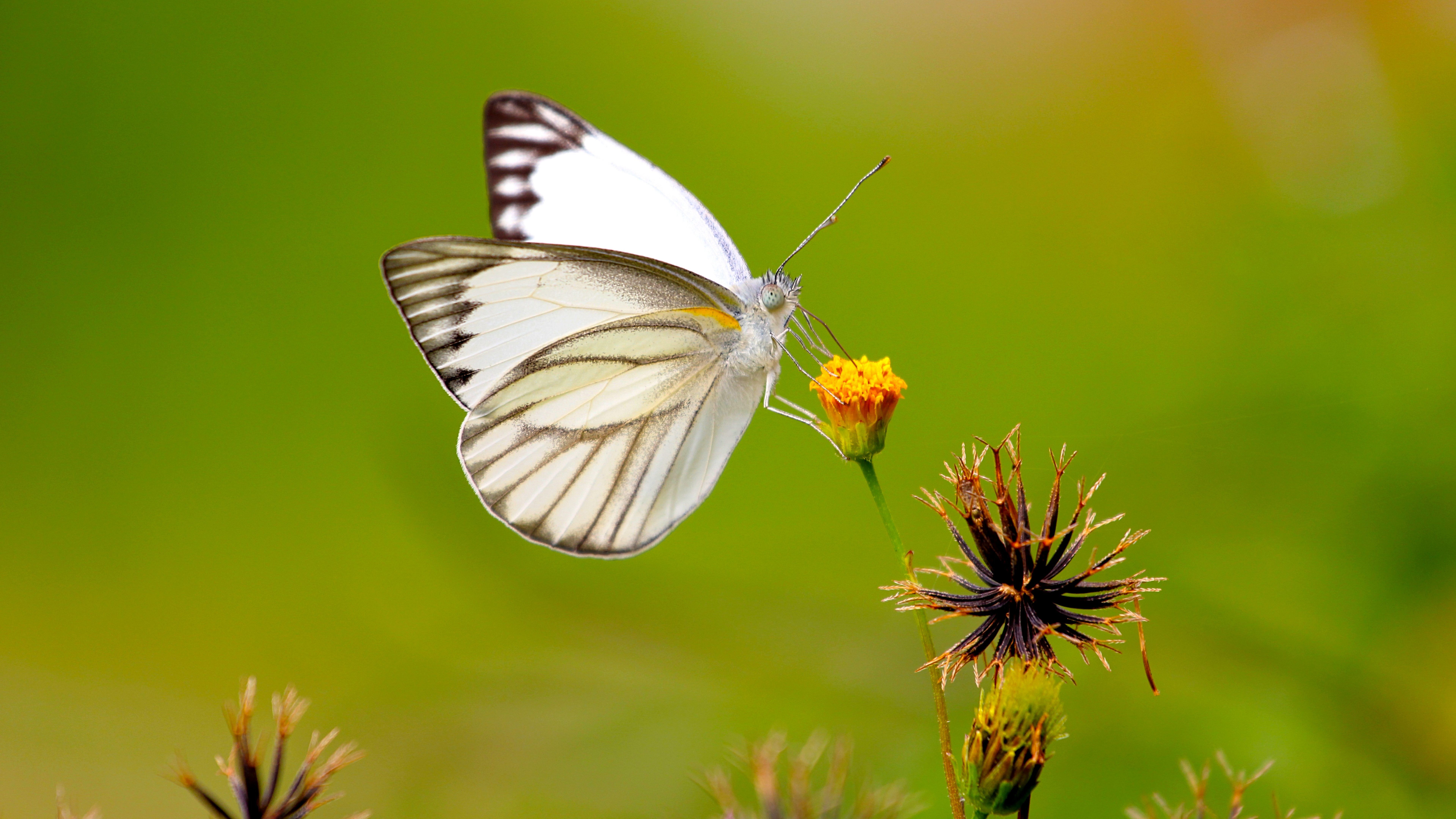 Farfalla bianca su fiore, 7680x4320 Ultra HD, 4K TV