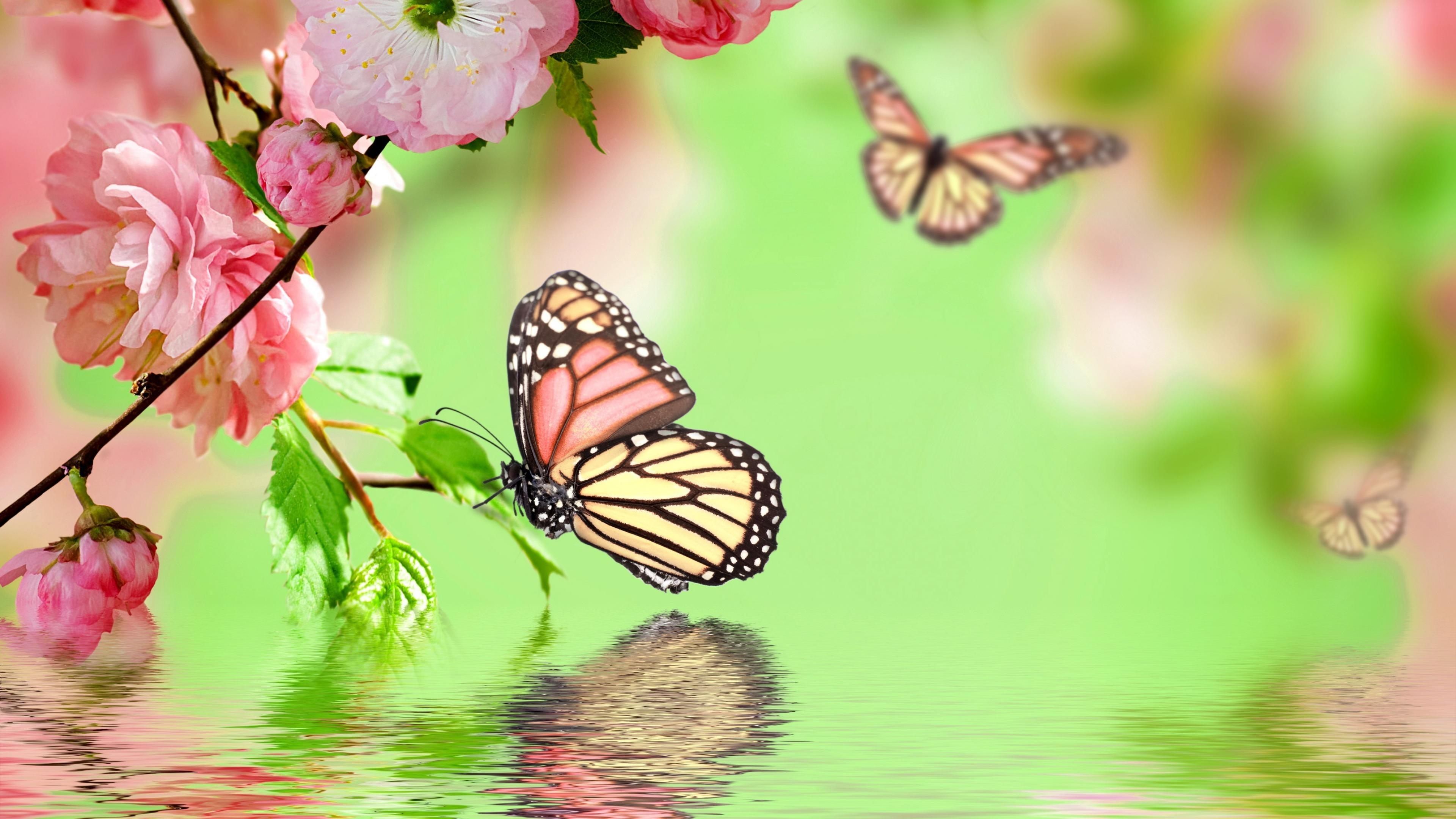 Farfalle e fiori con riflesso acqua, 3840x2160 4K Ultra HD, Monitor 4K