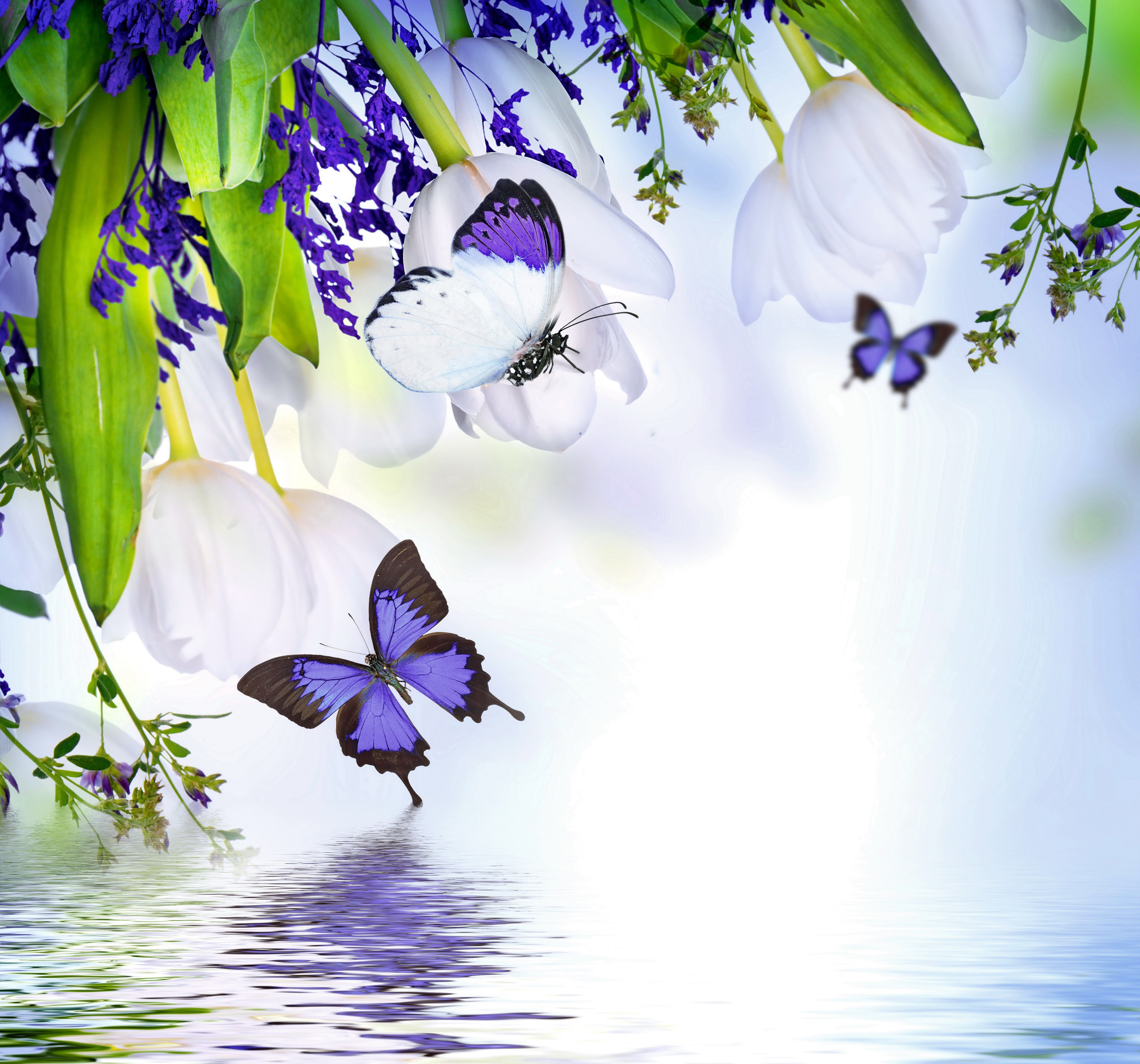 Farfalle blu tulipani bianchi acqua, 6000x5600 UHD, Monitor 4K