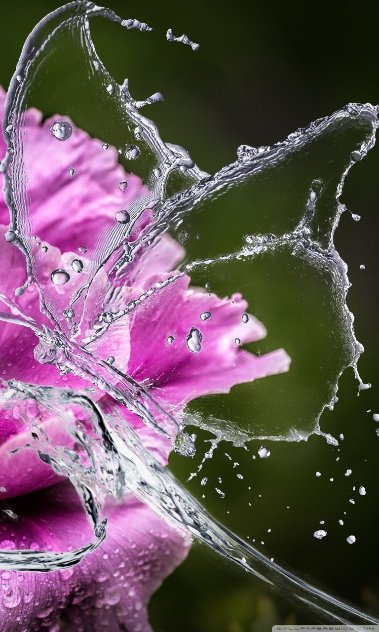 Fiore rosa con schizzi acqua, 768x1280 Verticale, Telefono