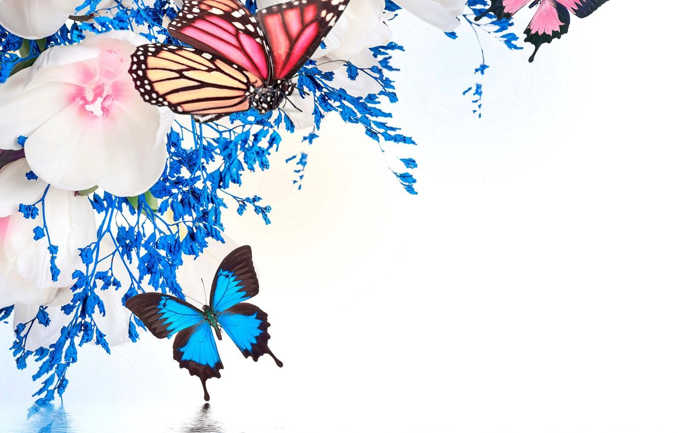 Farfalle colorate e fiori blu, 1332x850 720p, PC