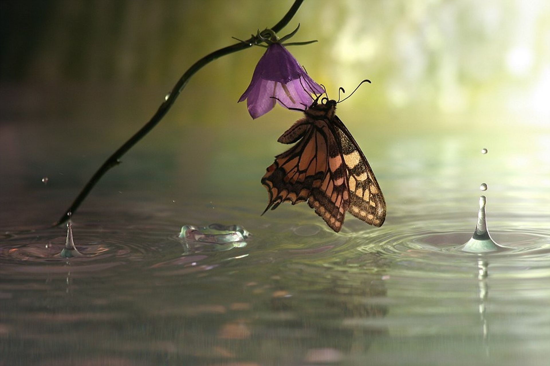 Farfalla su fiore con gocce d'acqua, 1920x1279 WUXGA, PC Desktop