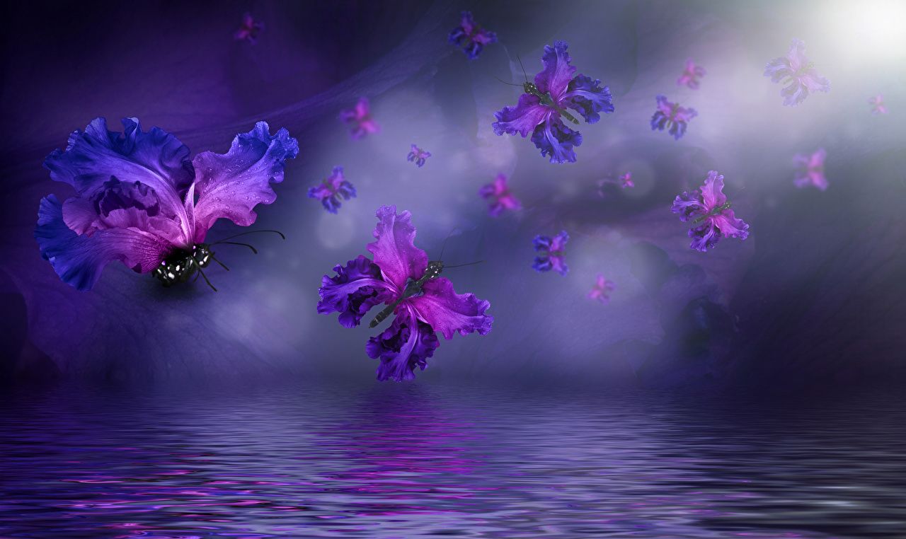 Iris viola e farfalle, 1280x762 HD, Desktop