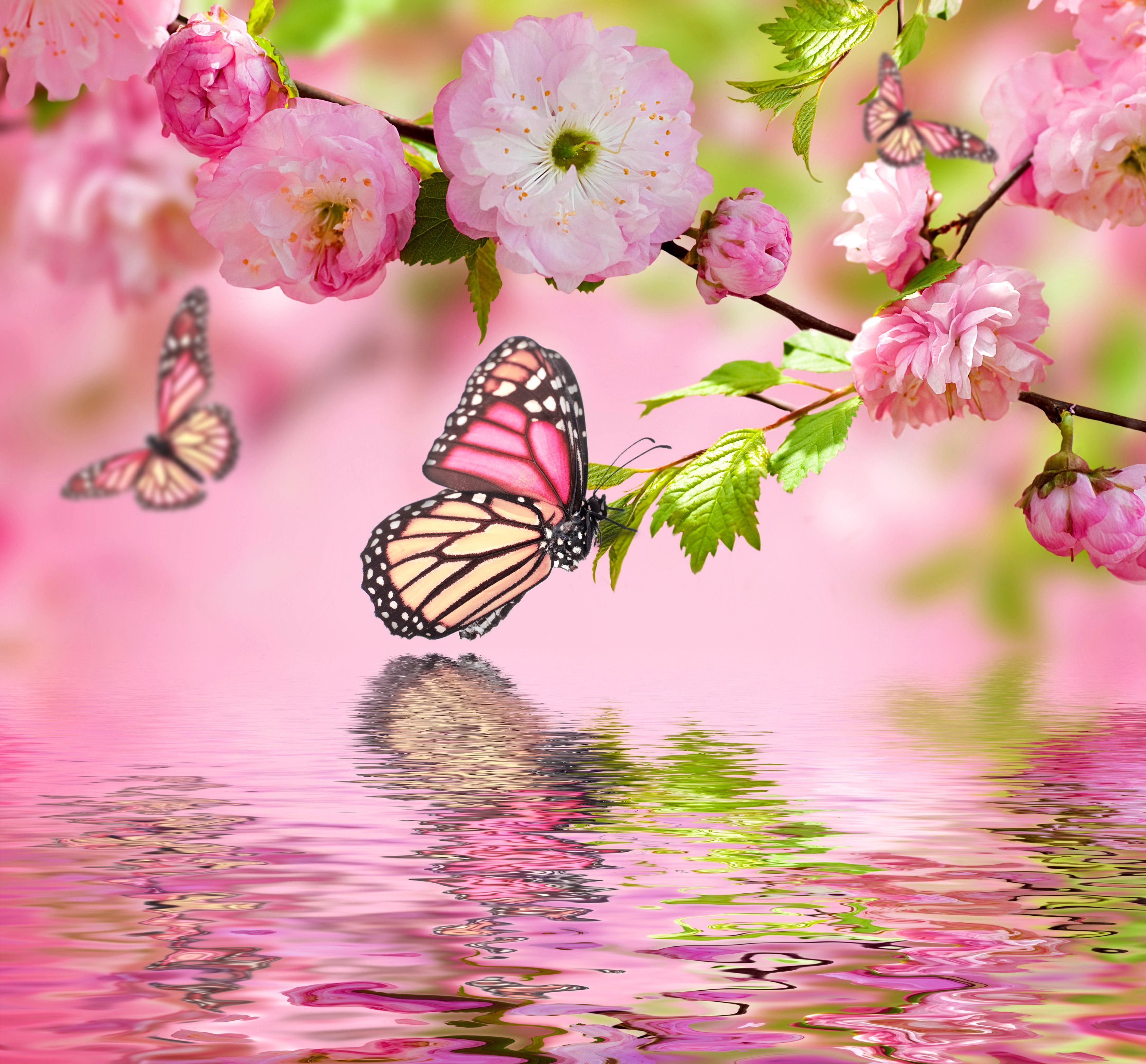Farfalle fiori rosa acqua, 3500x3250 WQXGA, Laptop