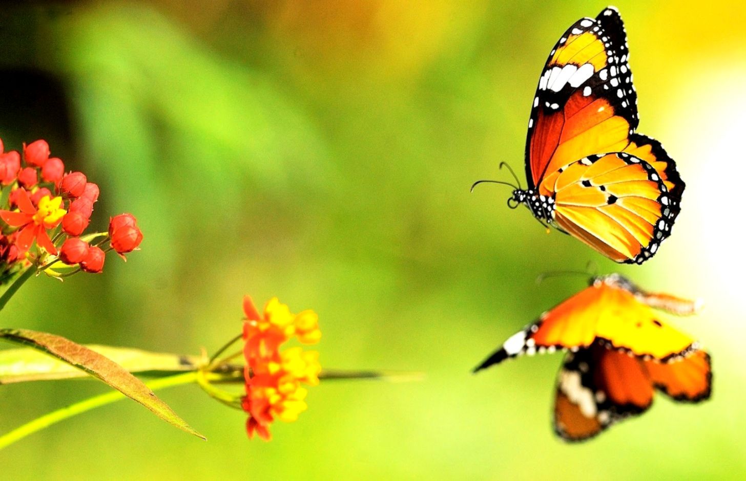 Farfalla arancione con riflesso acqua, 1456x940 720p, Lenovo Legion