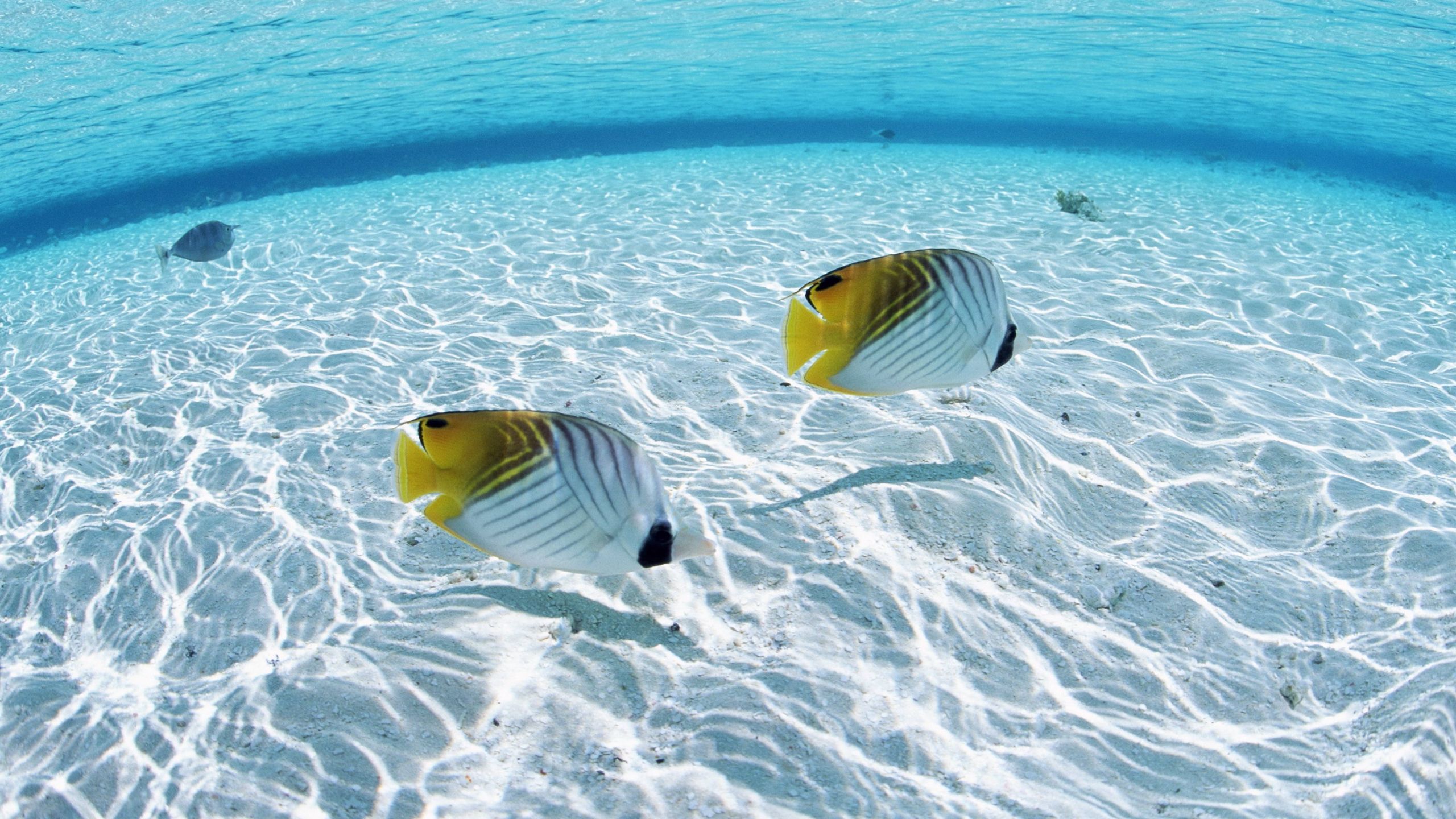 Pesci farfalla in acqua bassa, 2560x1440 2K QHD, PC